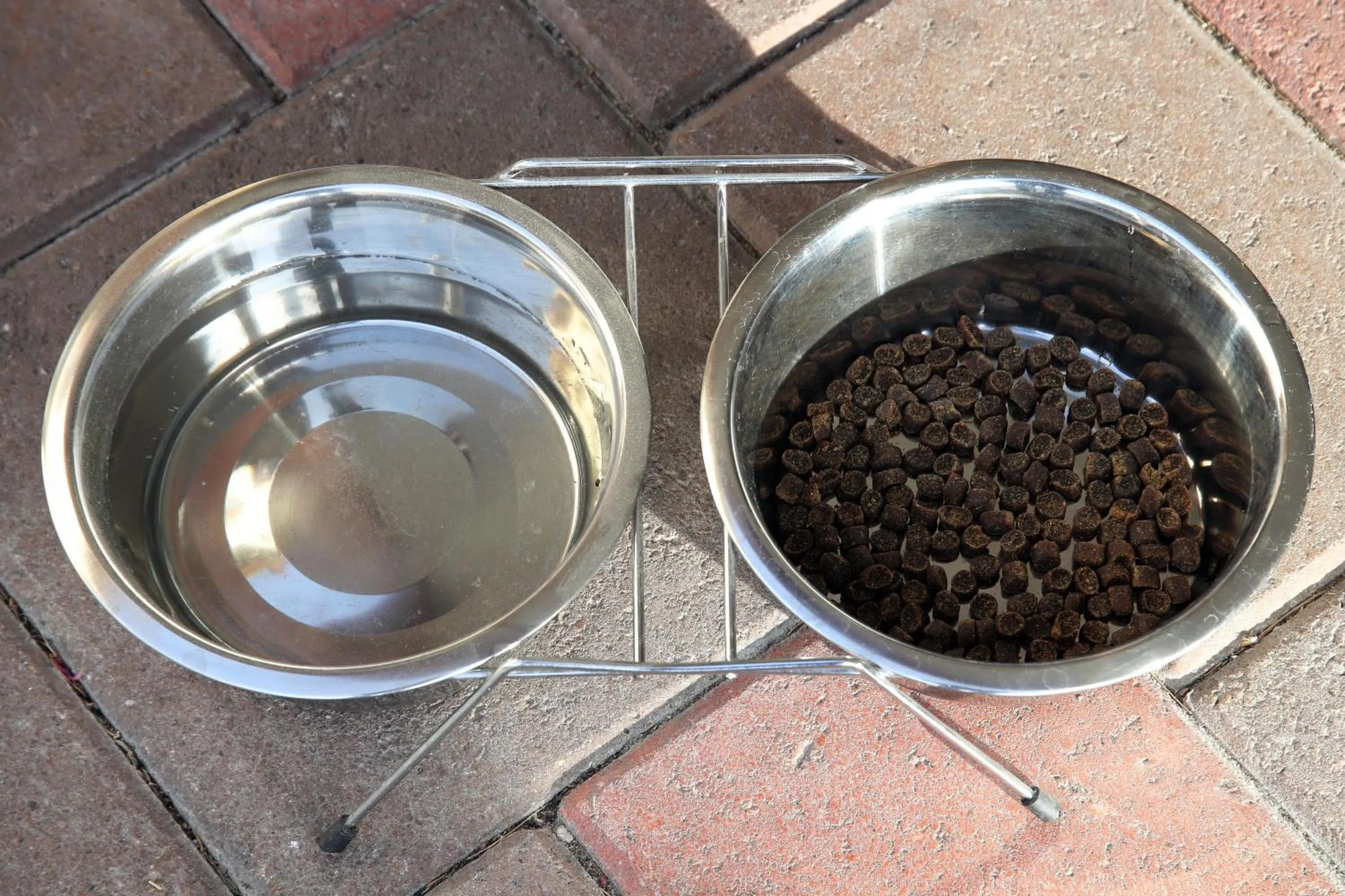 Pets in Hotel Schweizerhof Sta Maria