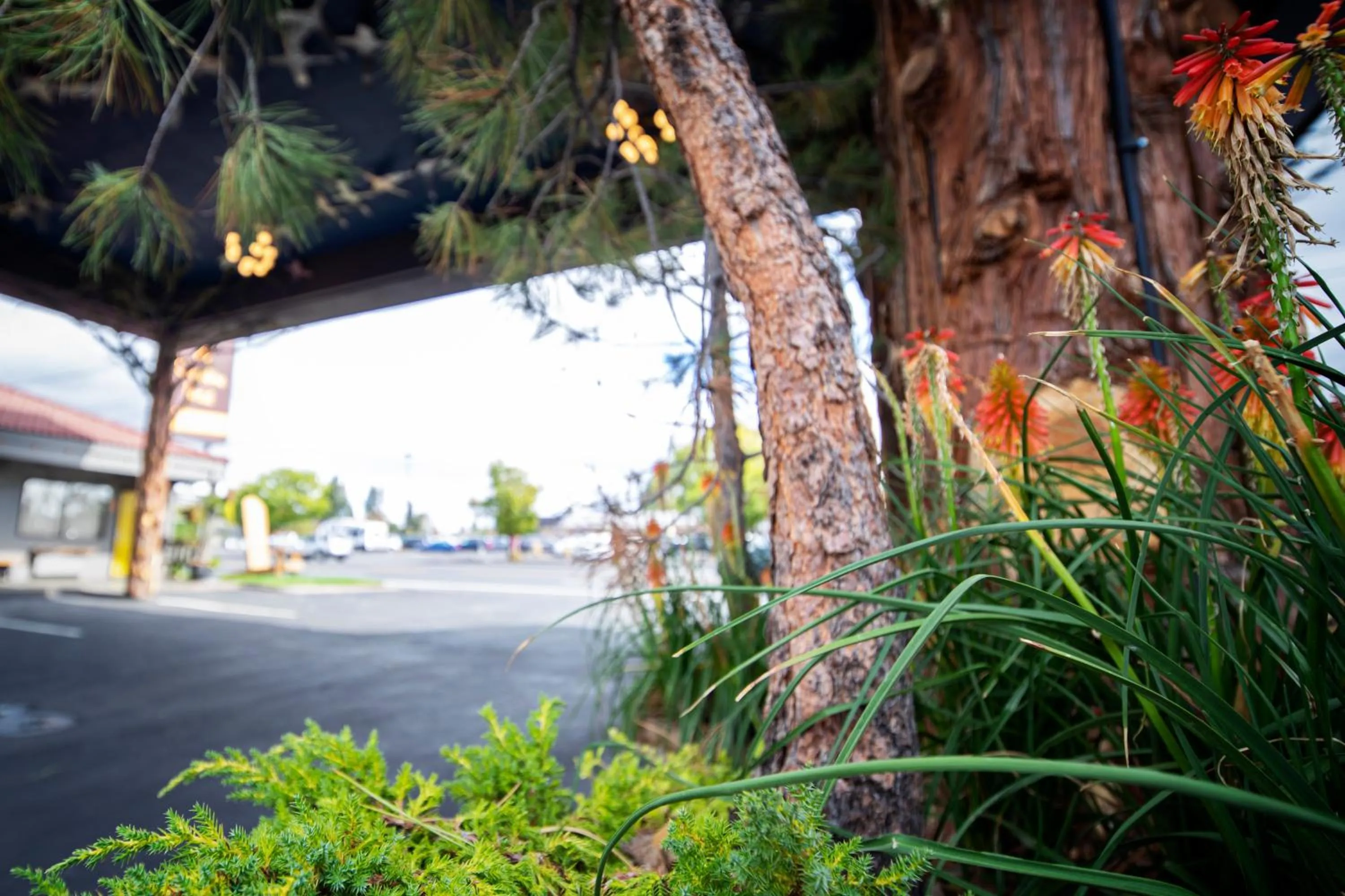 Garden in Campfire Hotel