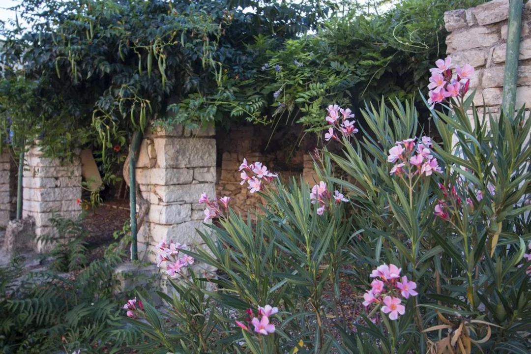 On site in MASSERIA CITULO Il Pino grande