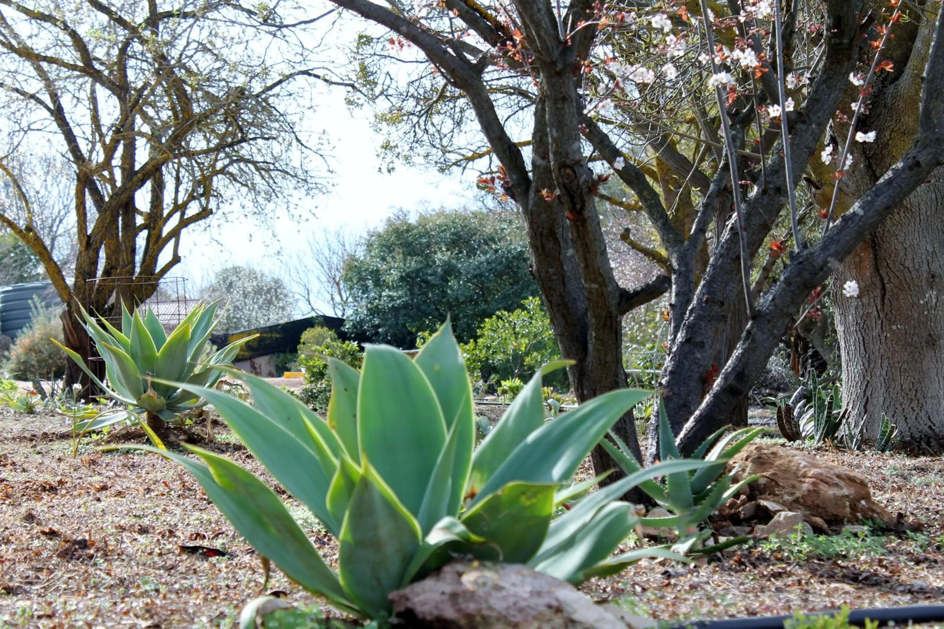 Garden in Lyreen's Apartment