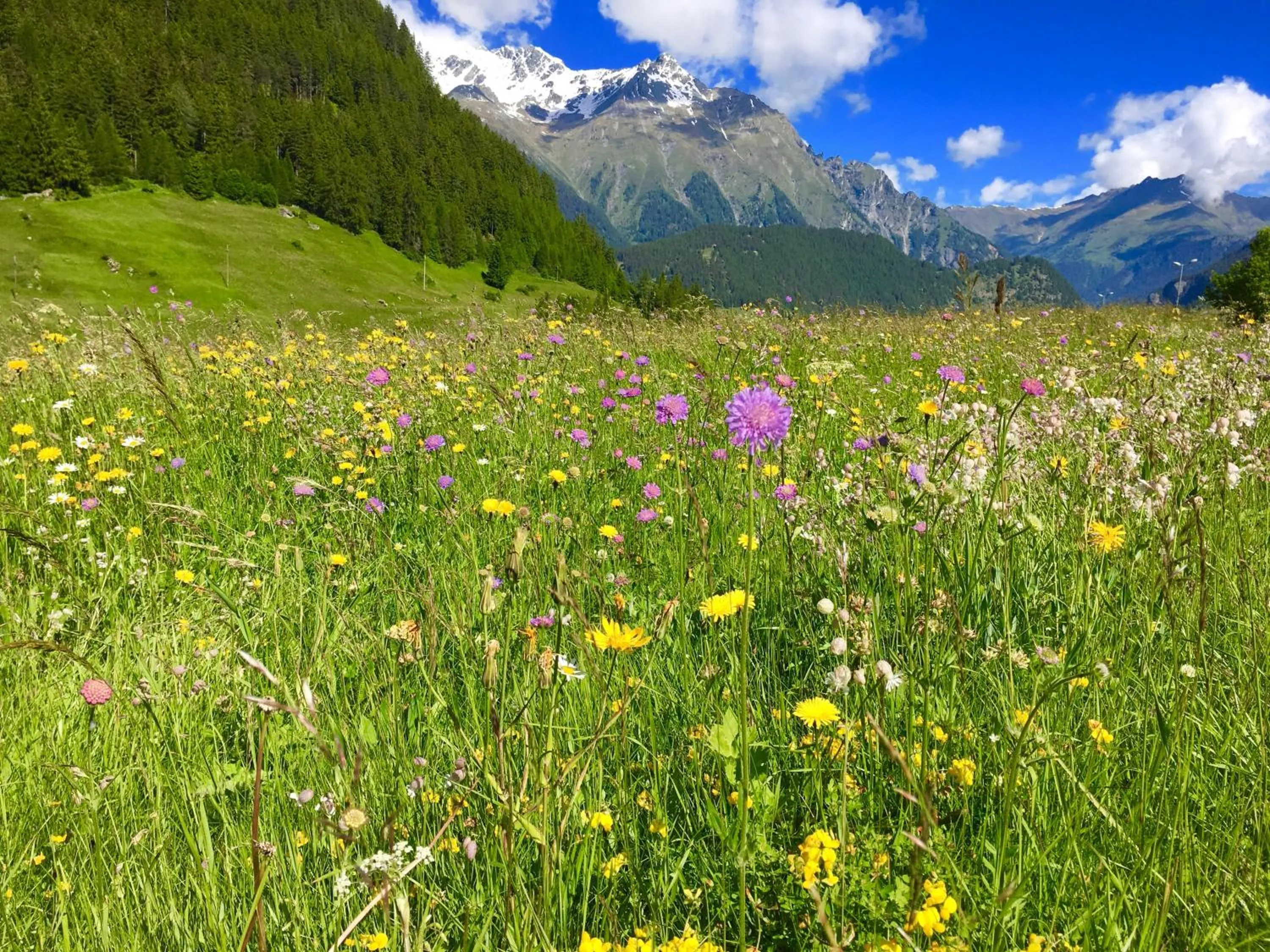 Natural landscape in Gasthof Martha