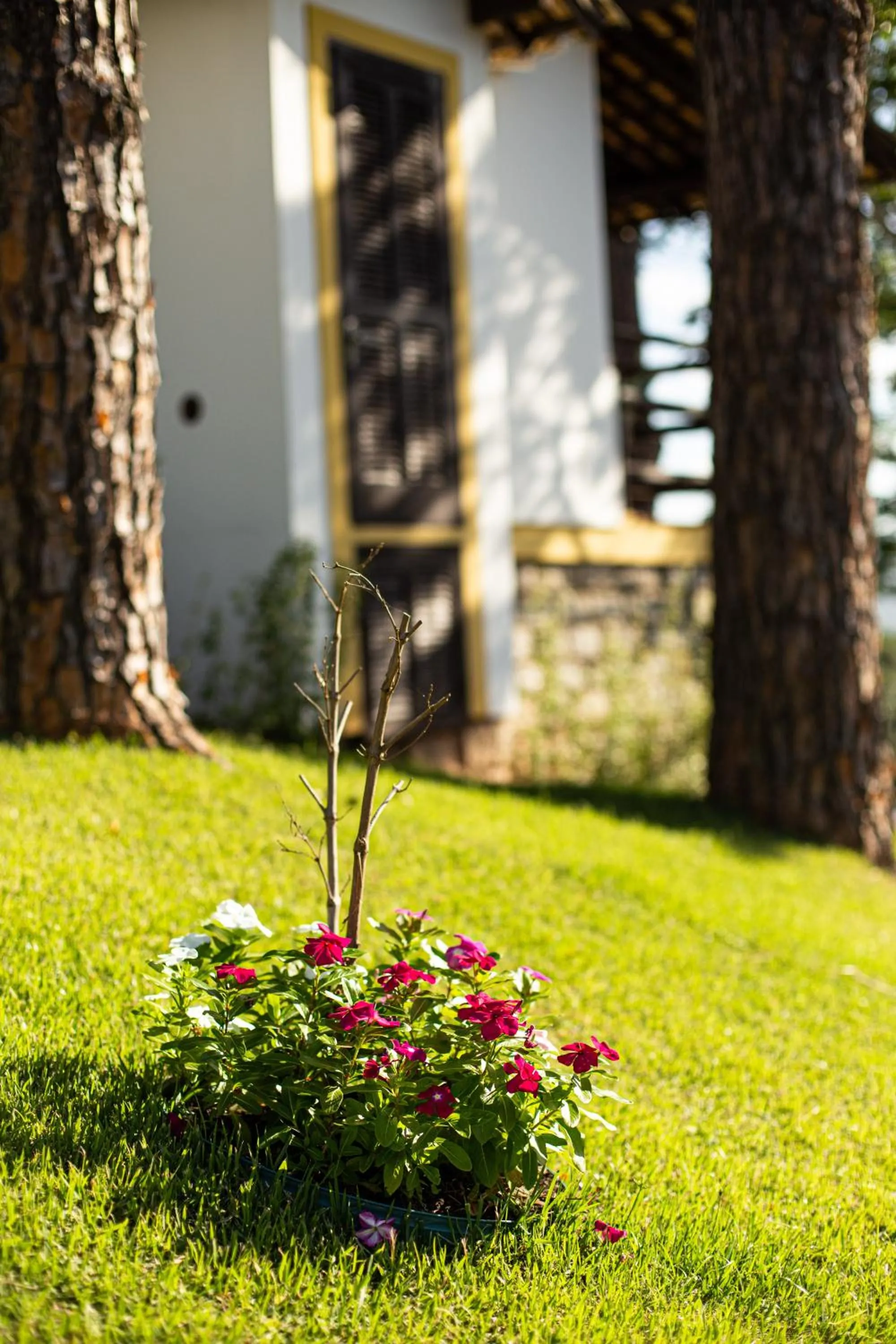 Garden view in Pousada Cabanas da Praia Mole