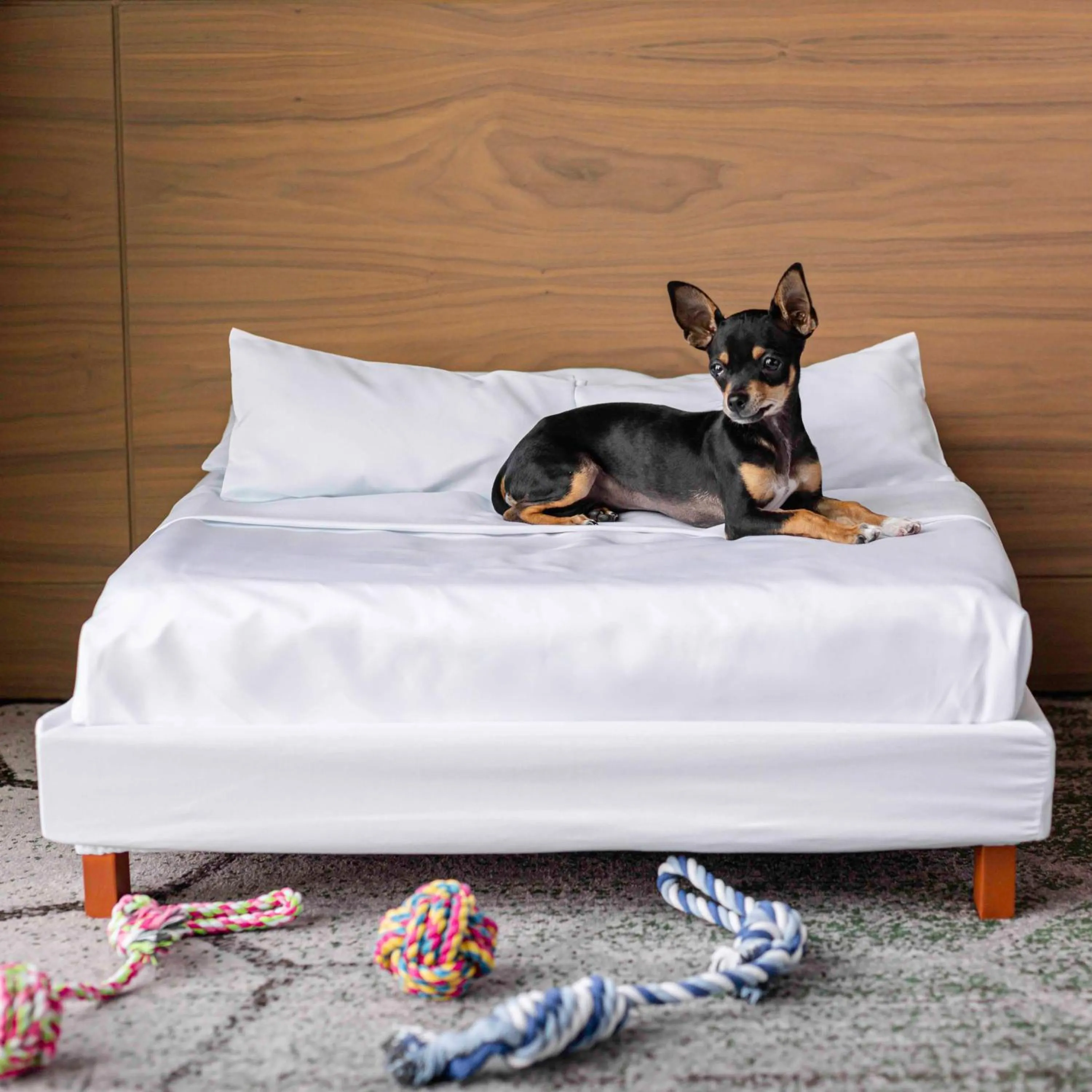 Pets in Sofitel Mexico City Reforma