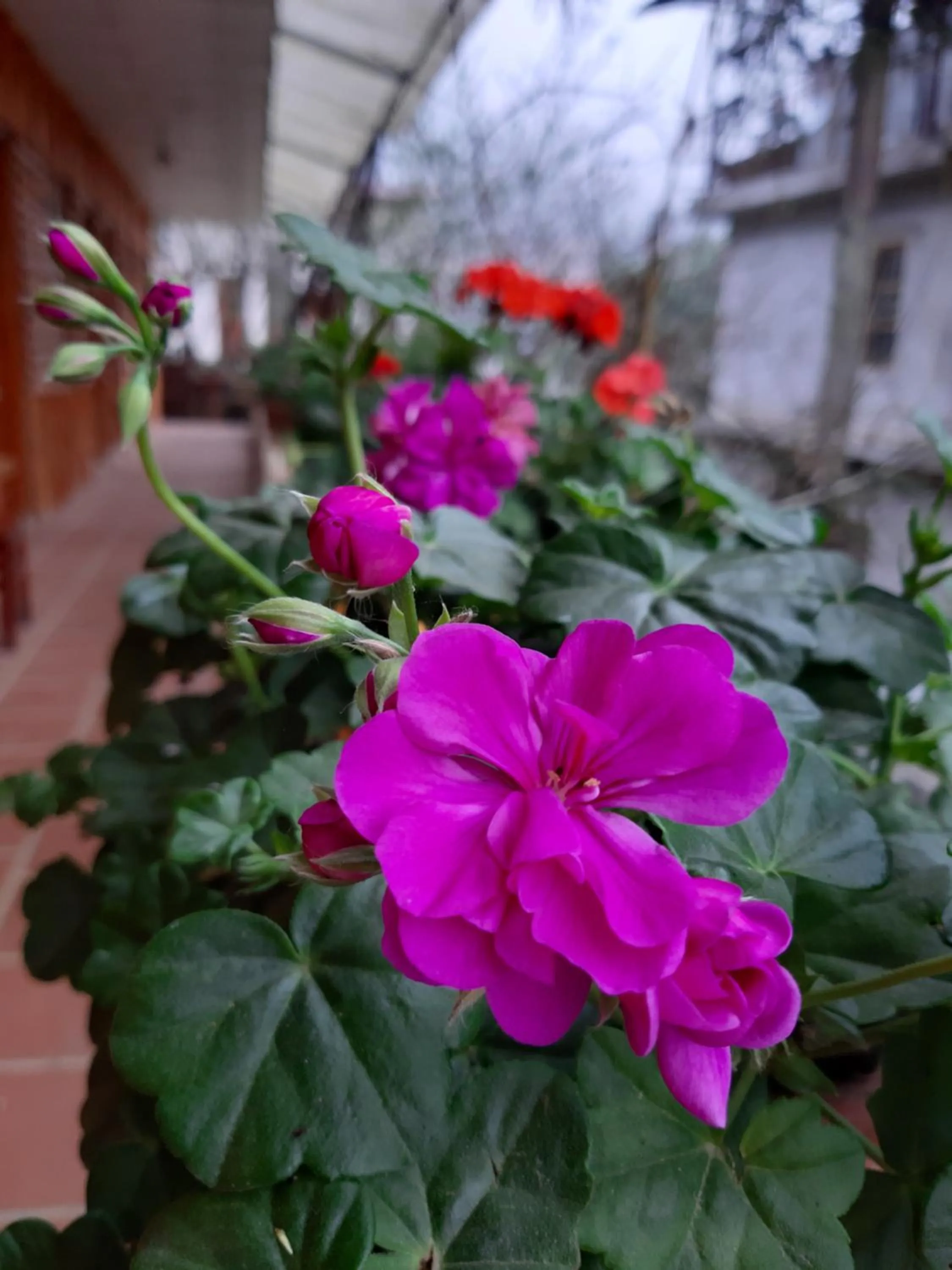 Spring in Dang Khoa Garden Inn