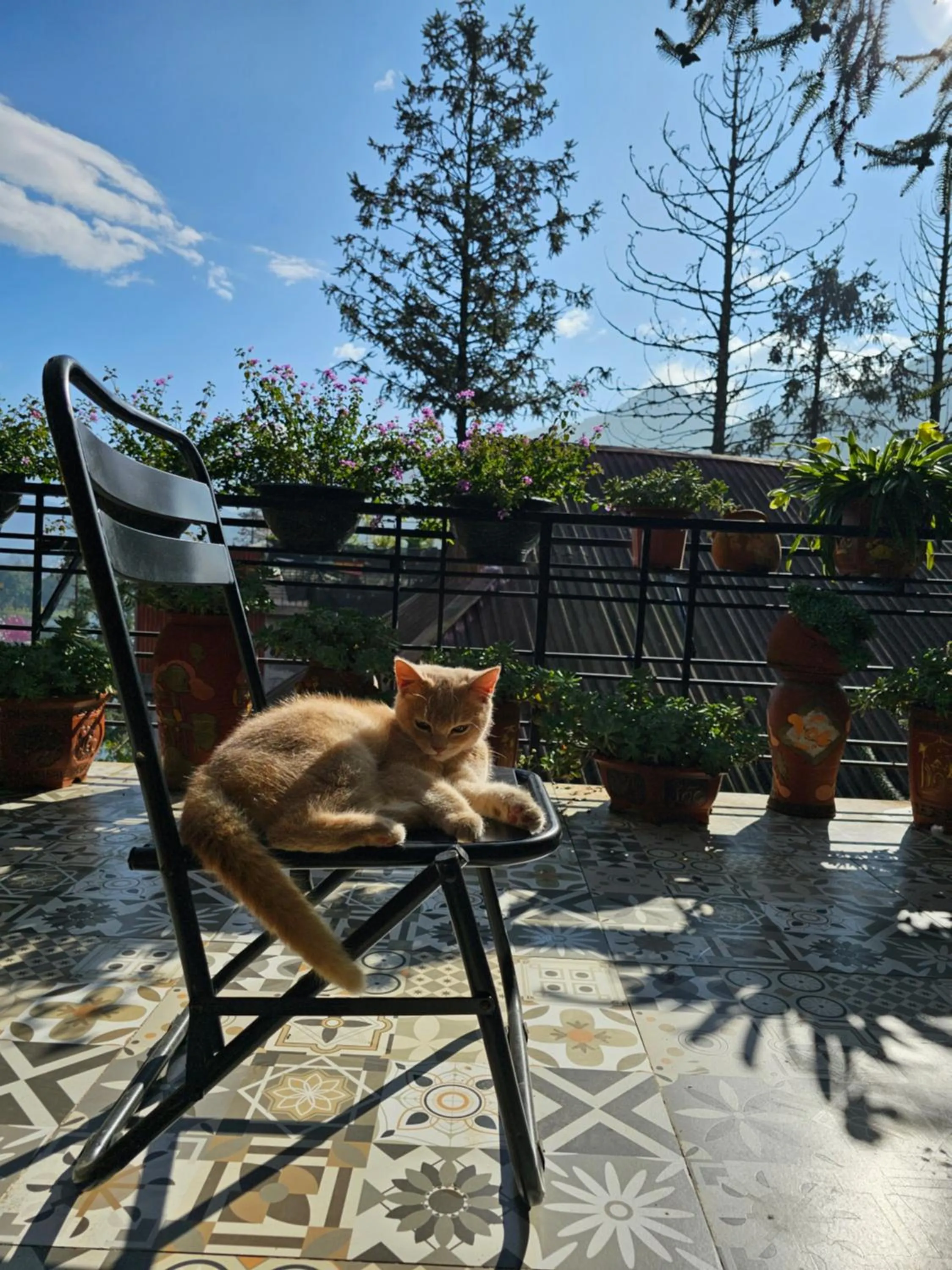 Pets in Dang Khoa Garden Inn