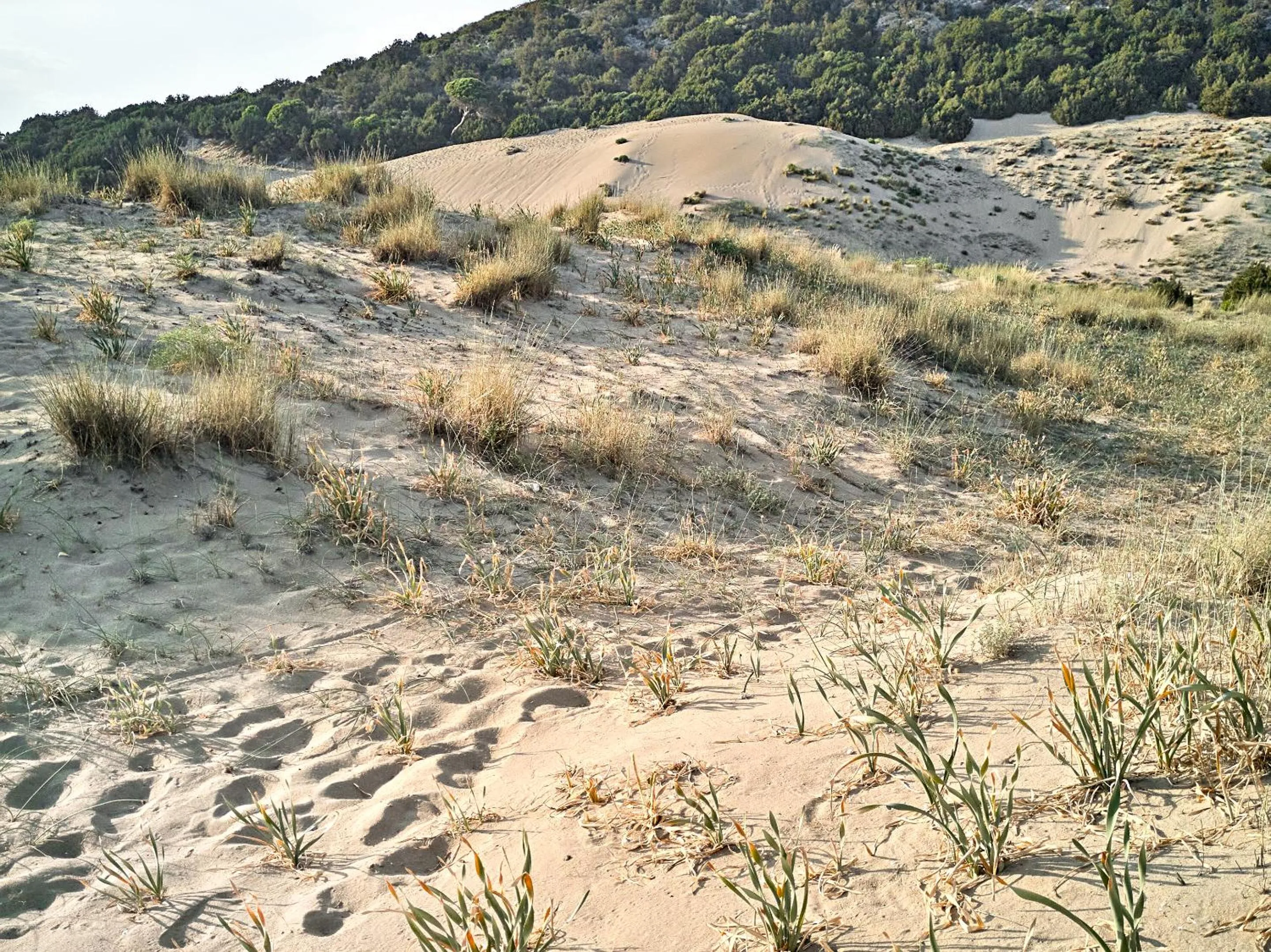 Natural landscape in Grecotel Casa Marron