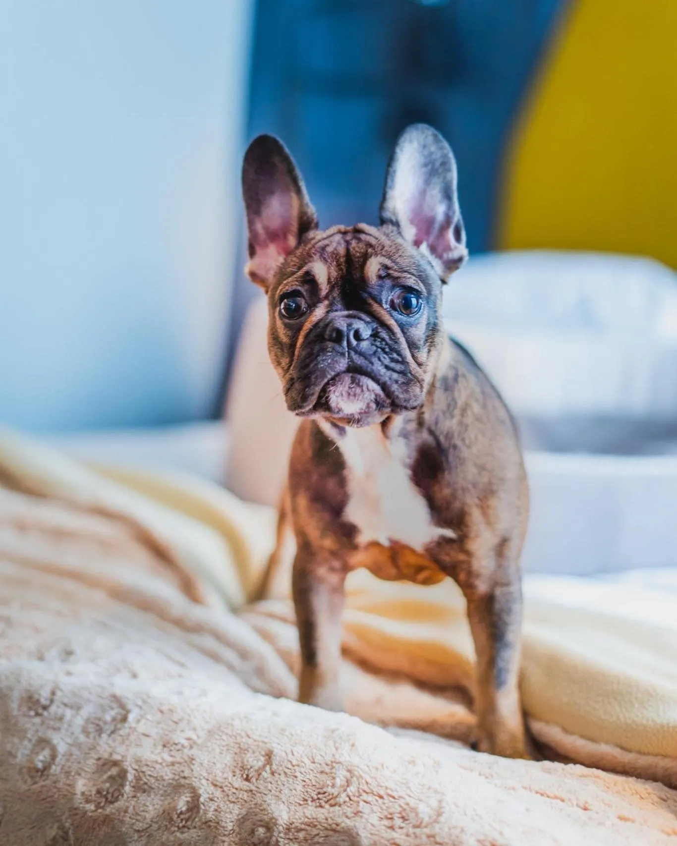 pet friendly in Hotel Bristol Tradition and Luxury