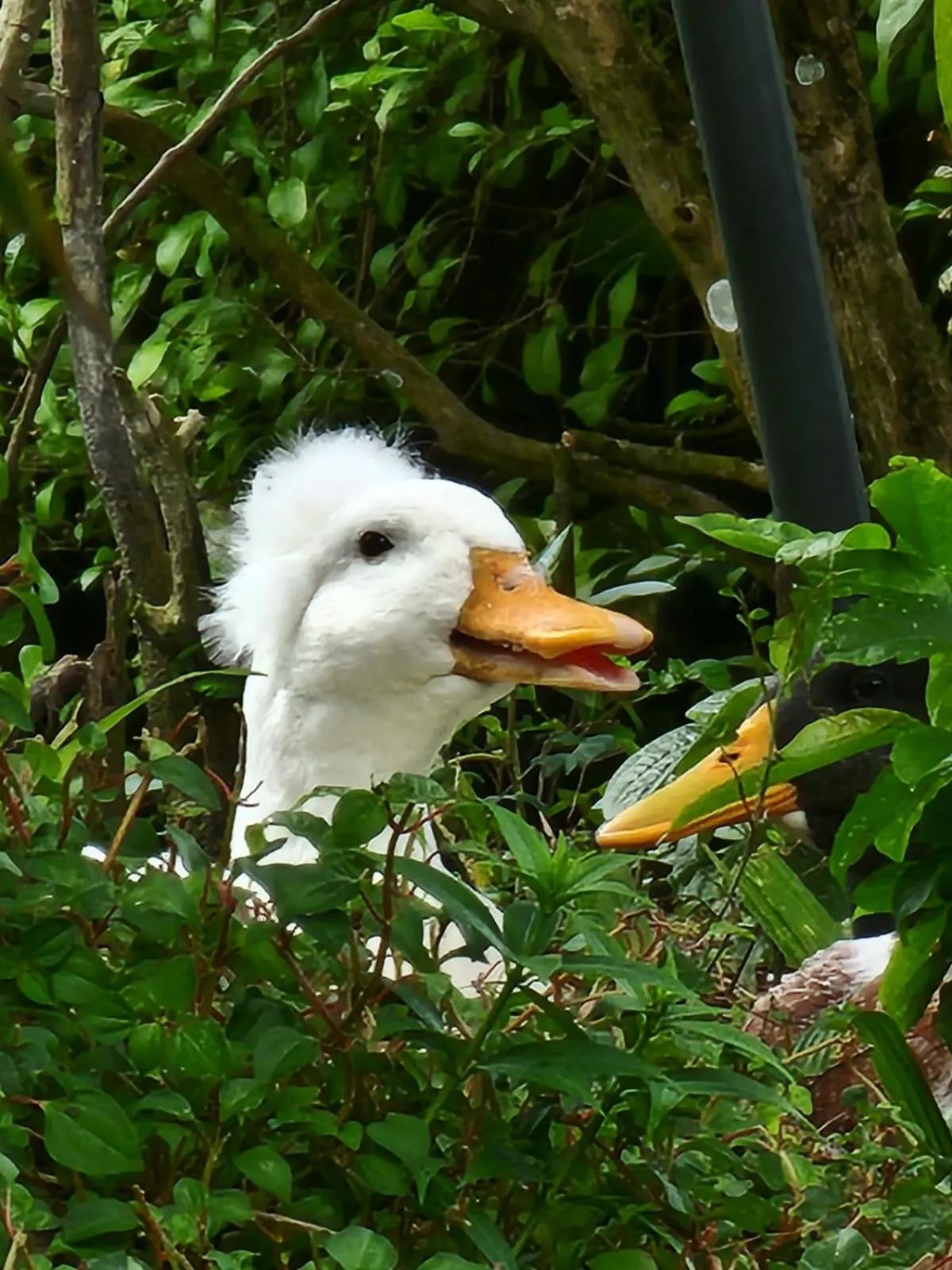 Natural landscape in Diuwak