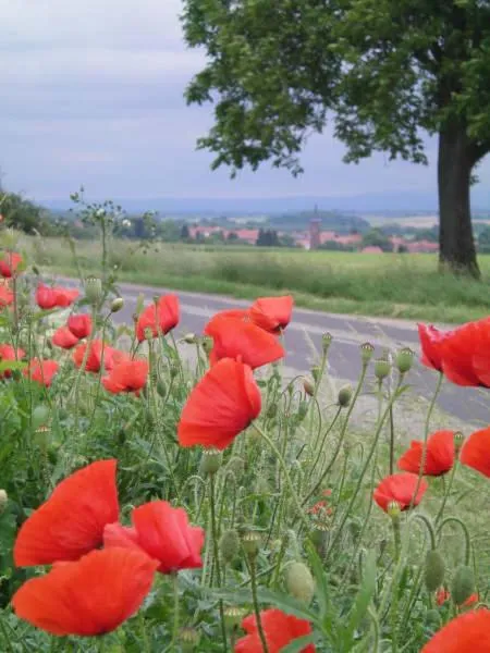 Spring in Gîtes et chambres d'hôtes Maison Ungerer