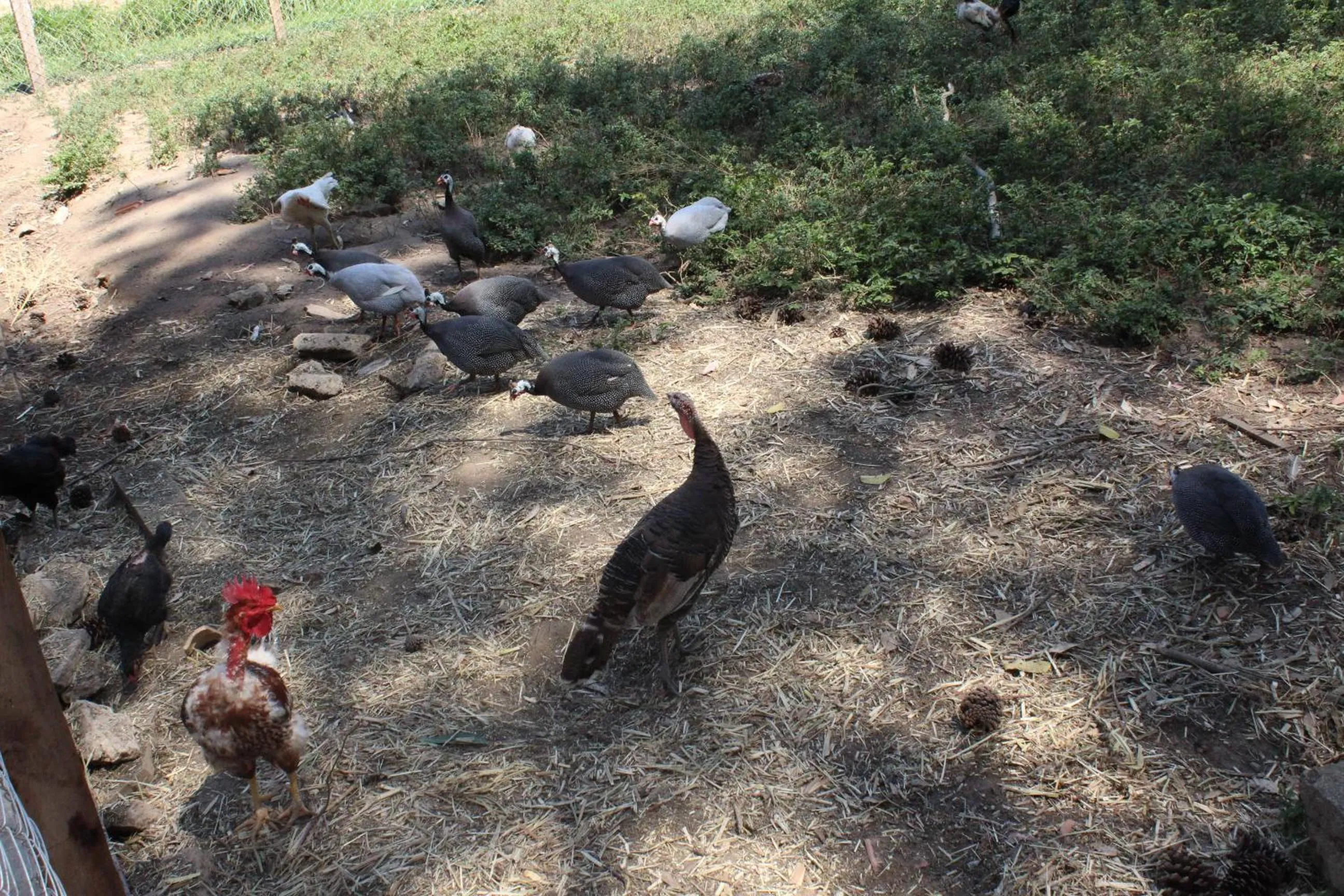 Animals in Hotel Fazenda Vista Alegre