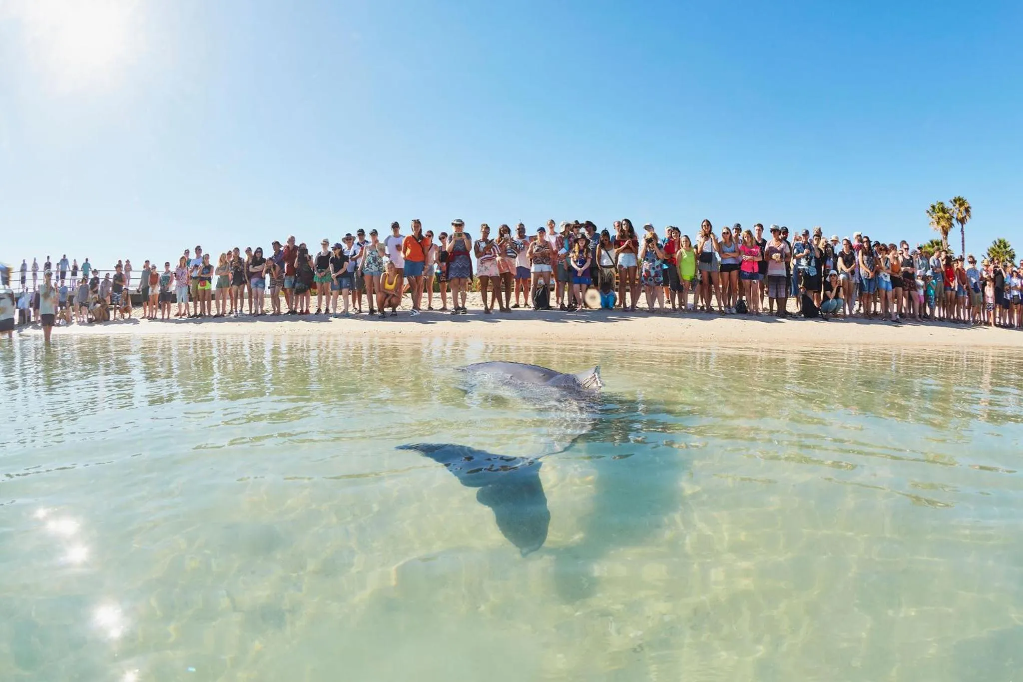 Animals in RAC Monkey Mia Dolphin Resort