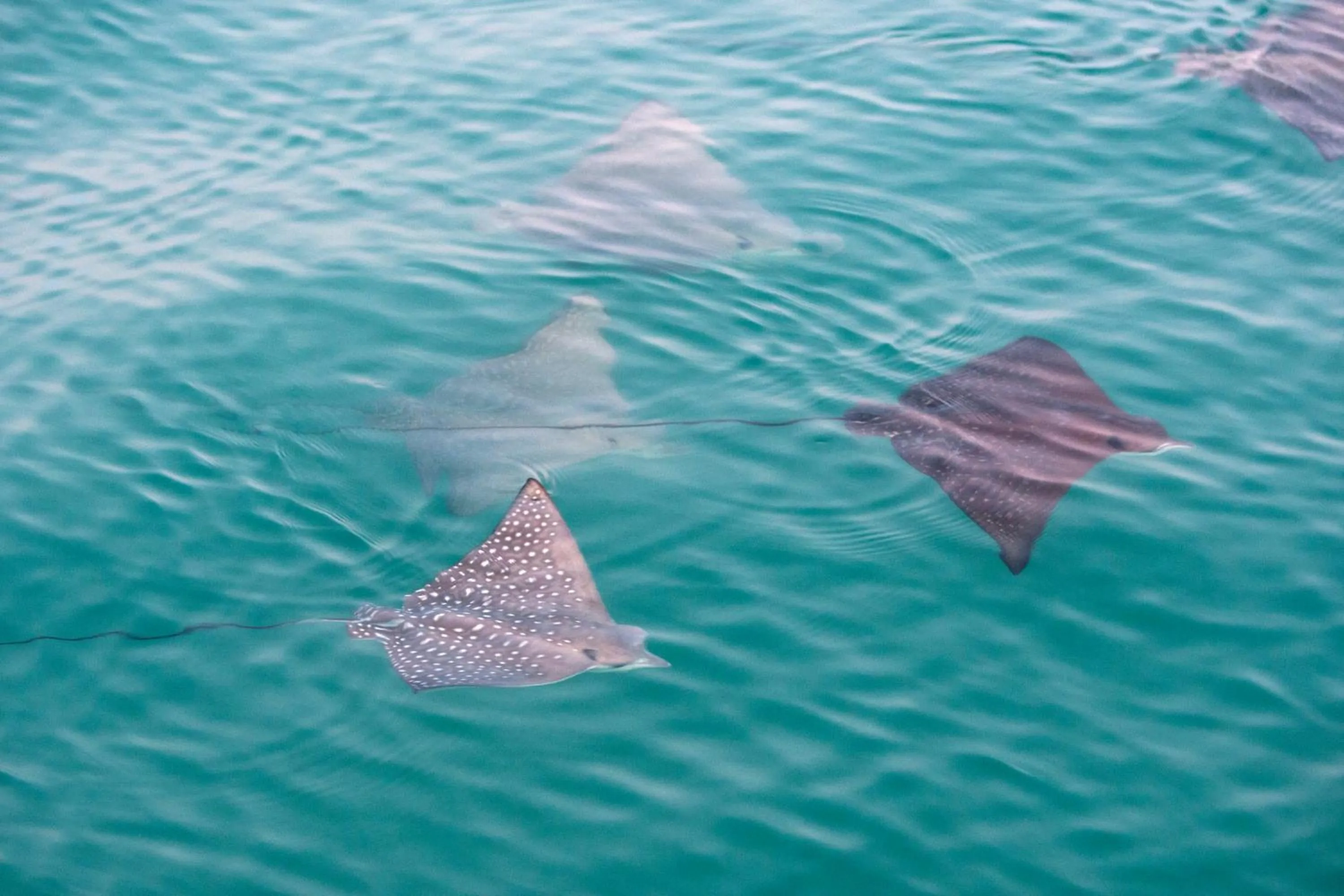 Area and facilities in RAC Monkey Mia Dolphin Resort