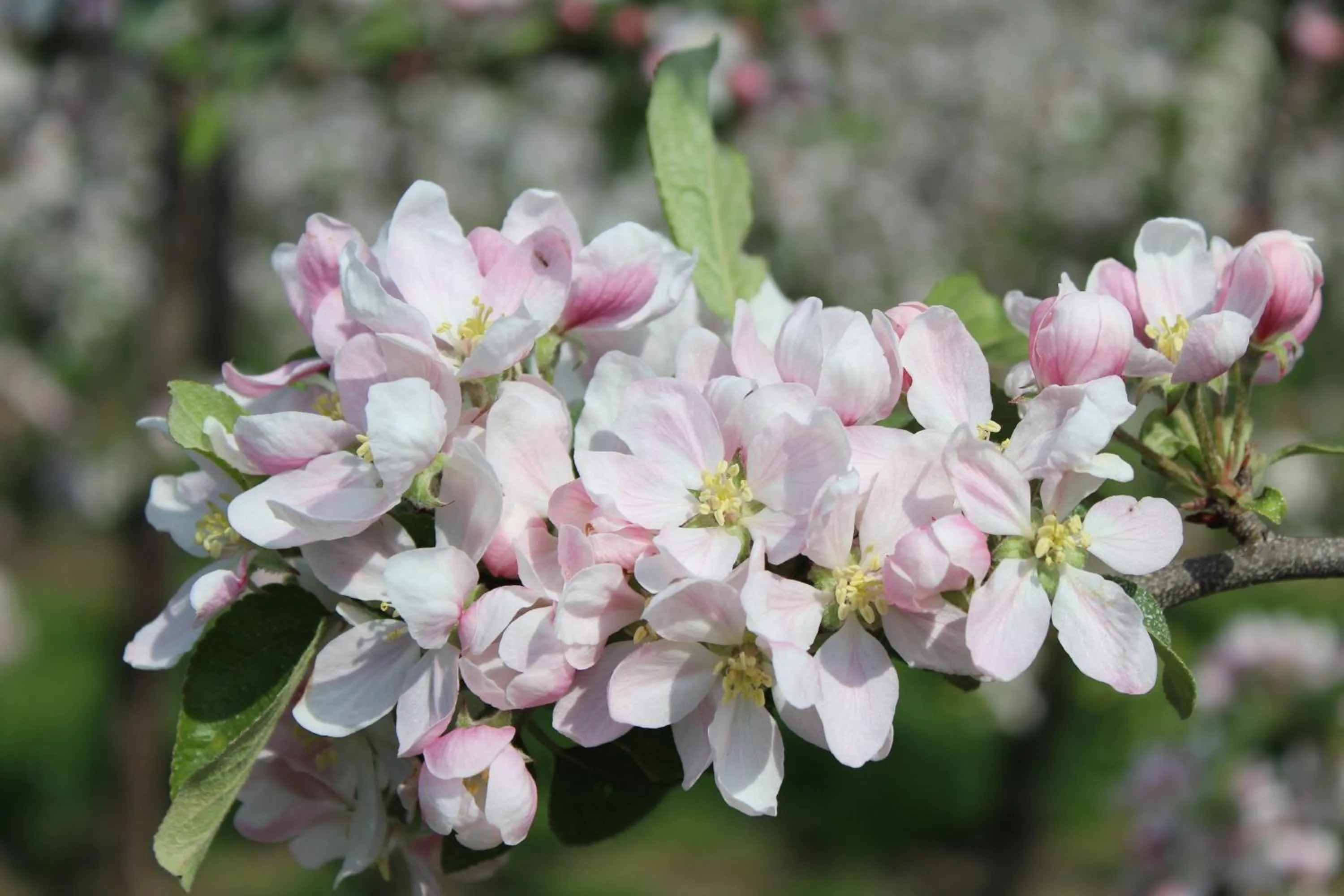 Natural landscape in B&B De Vroling