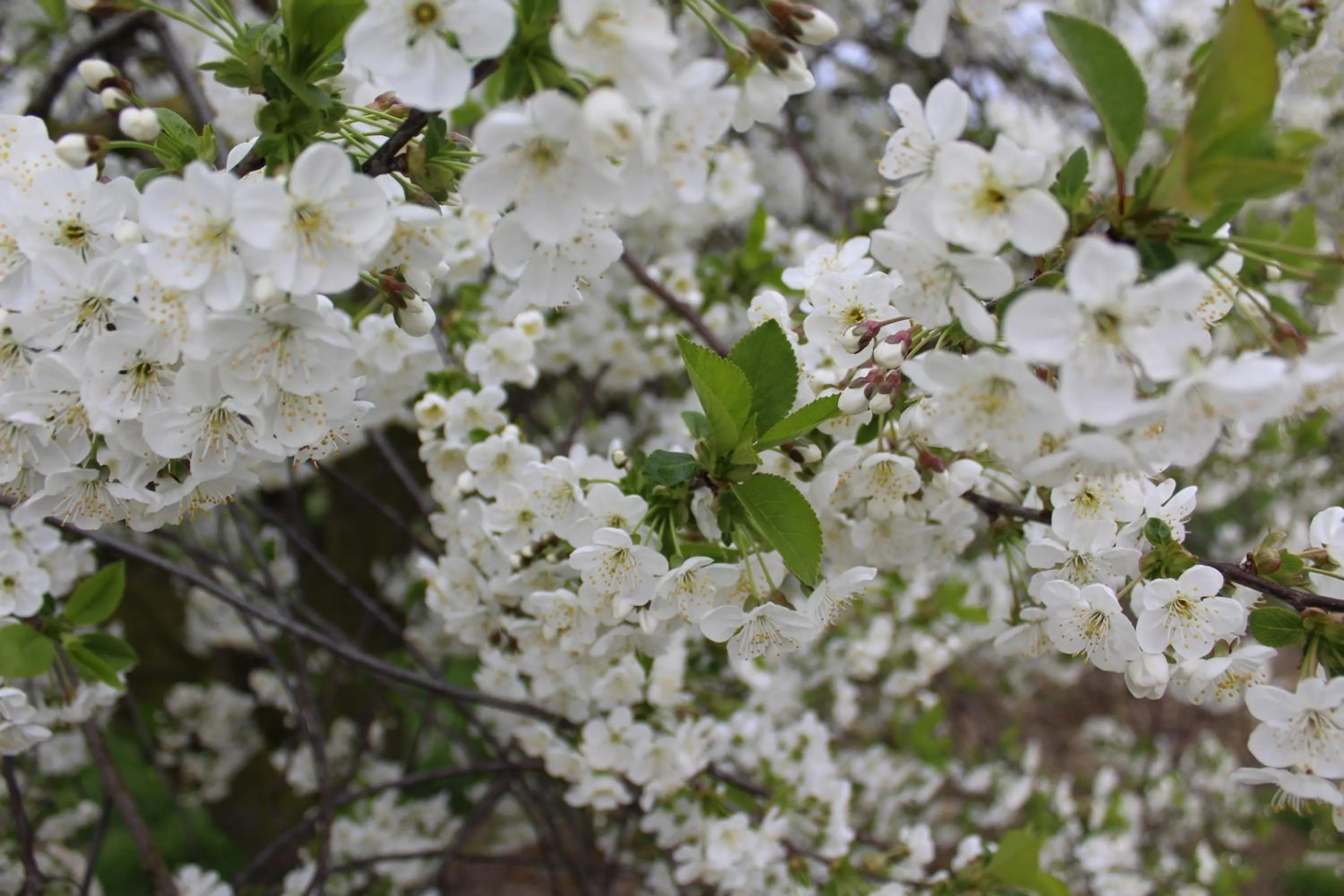 View (from property/room) in B&B De Vroling