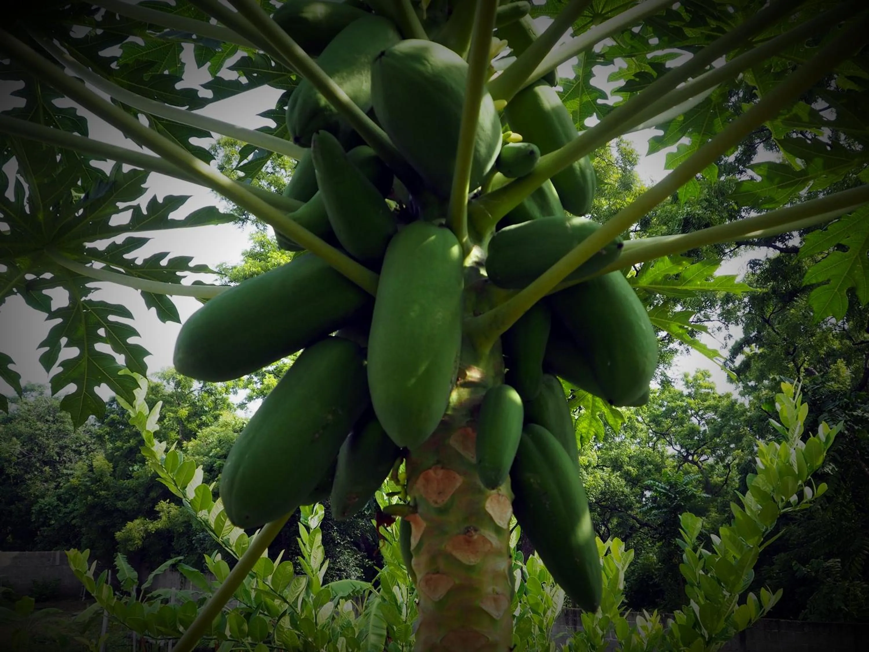 Garden in Scuba Tribe Bali dive-resort