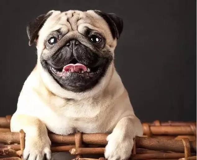 Nego Home Ancient Inn