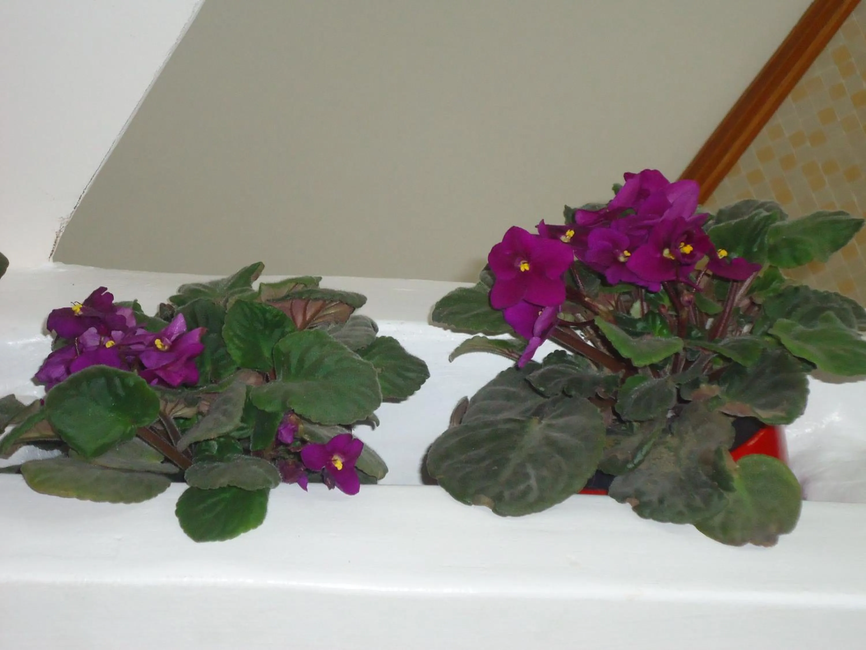 Garden in Villa Dafne