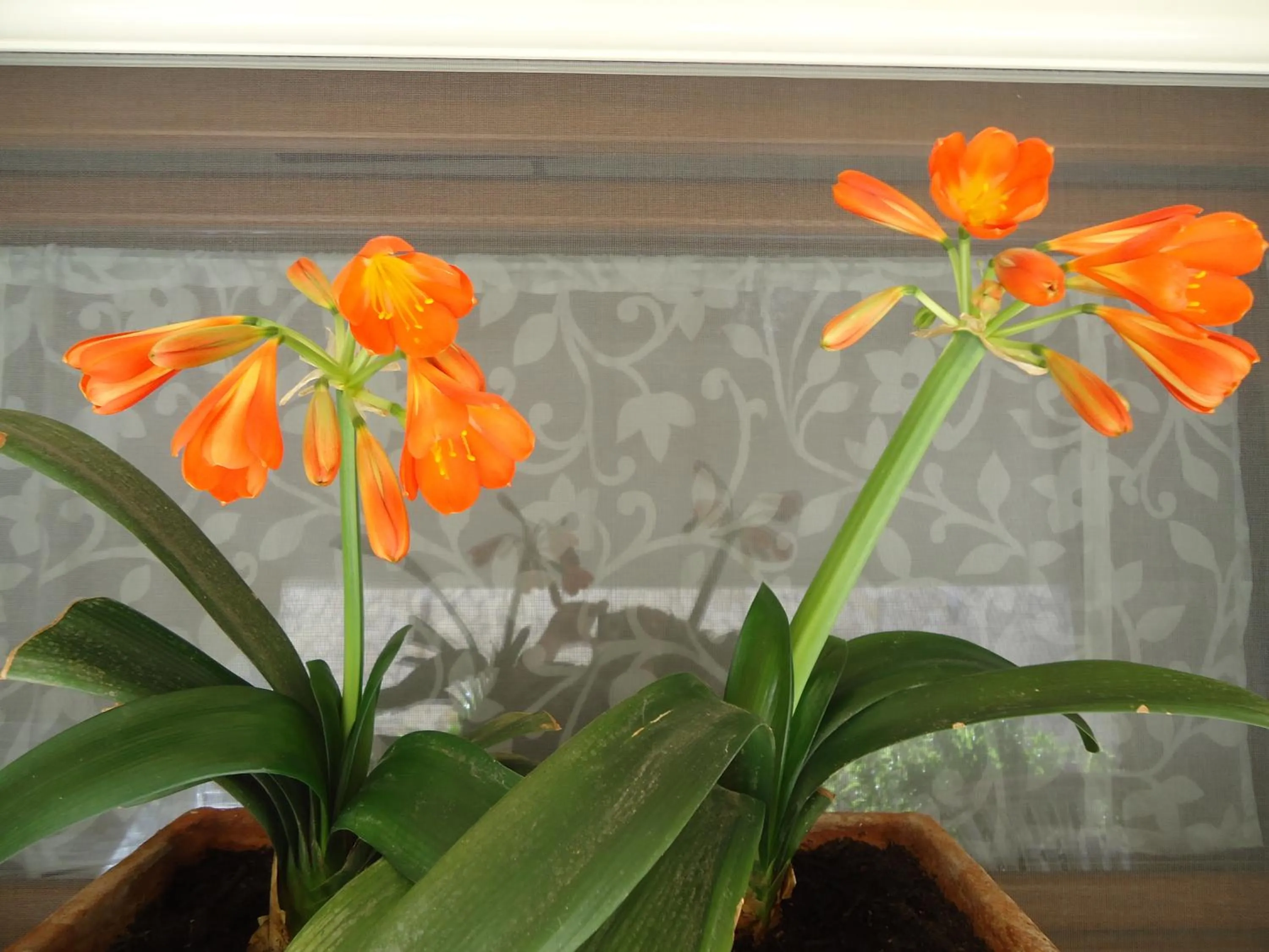 Garden in Villa Dafne