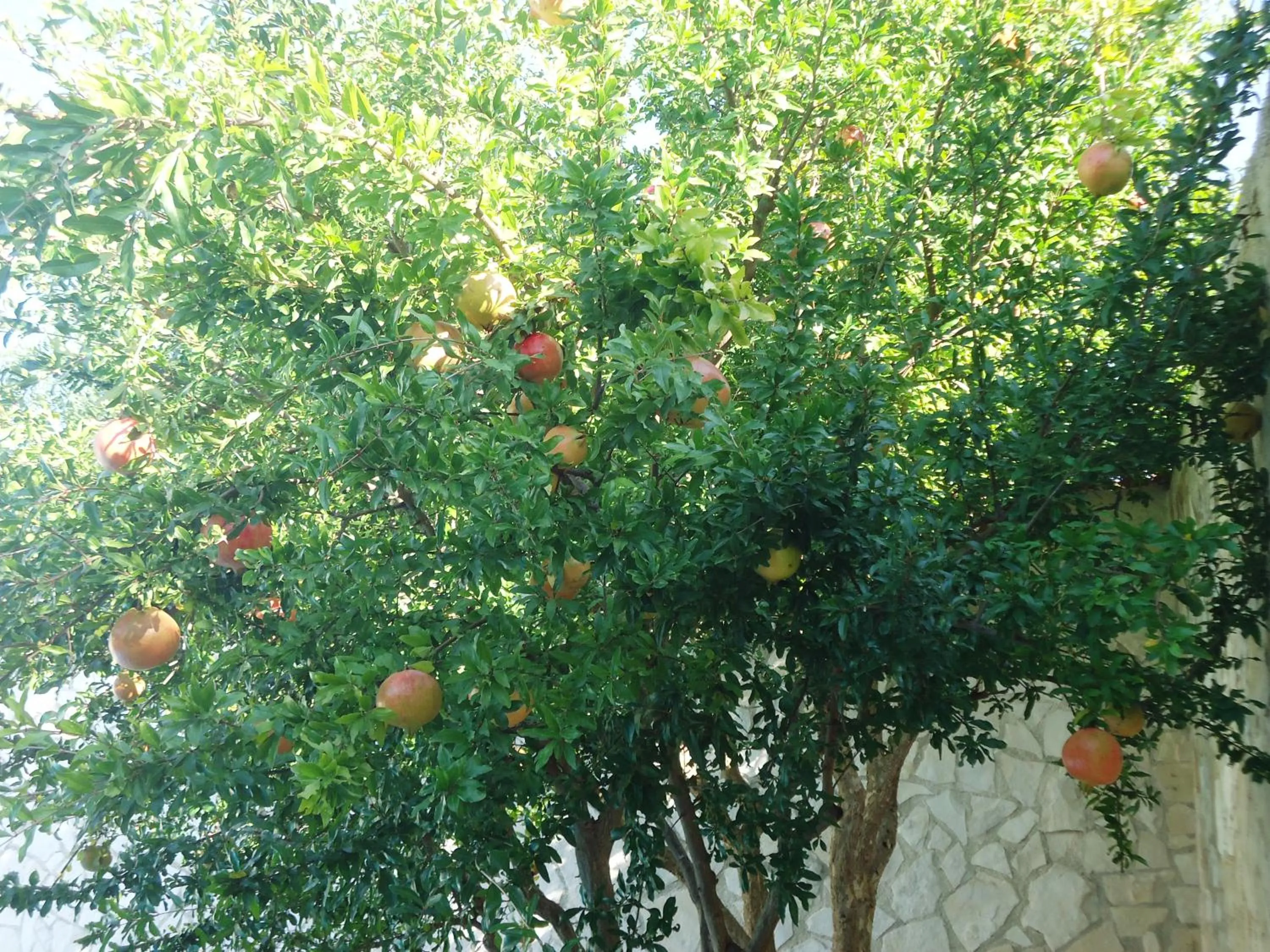 Garden in Villa Dafne