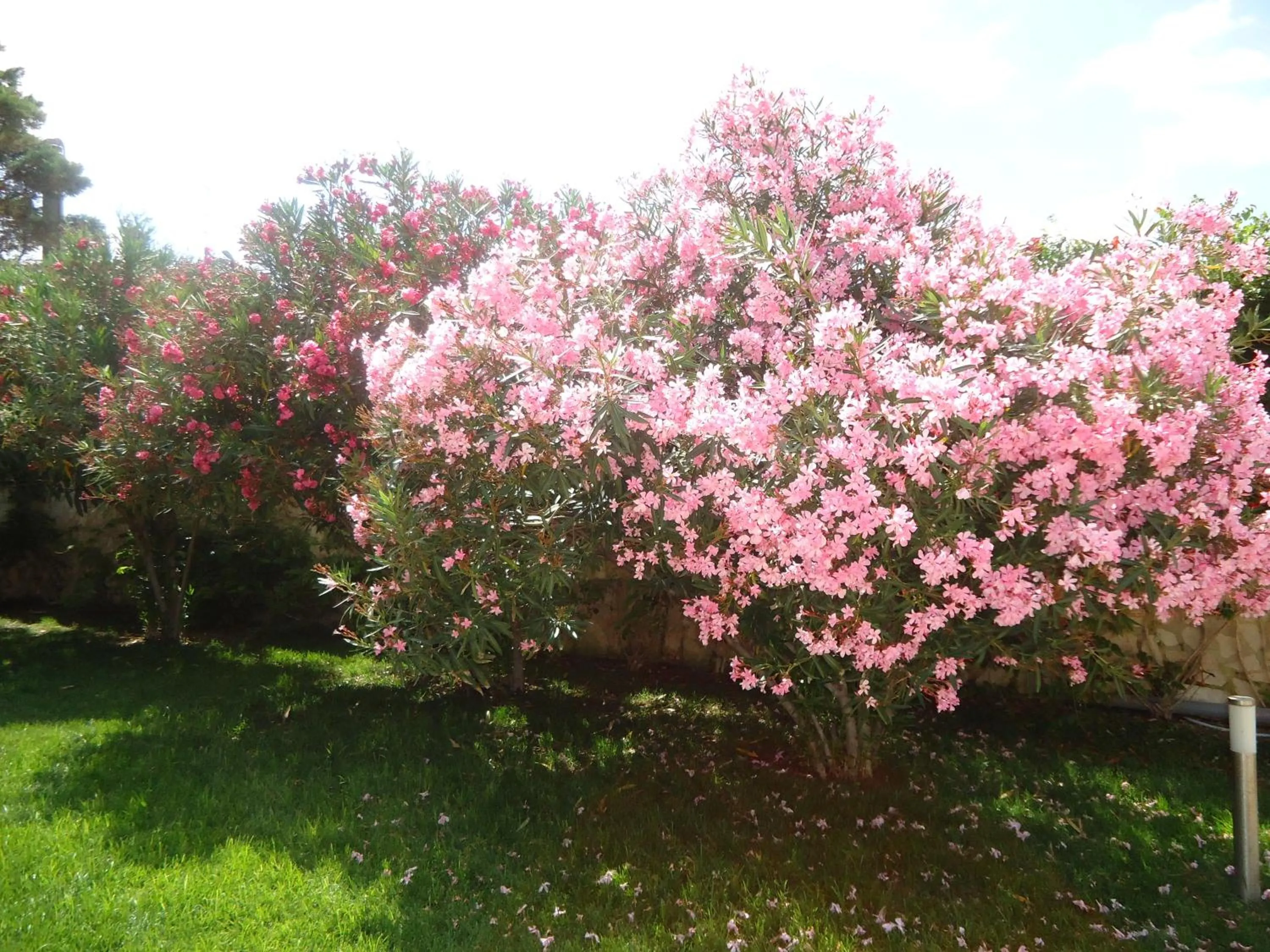 Garden in Villa Dafne