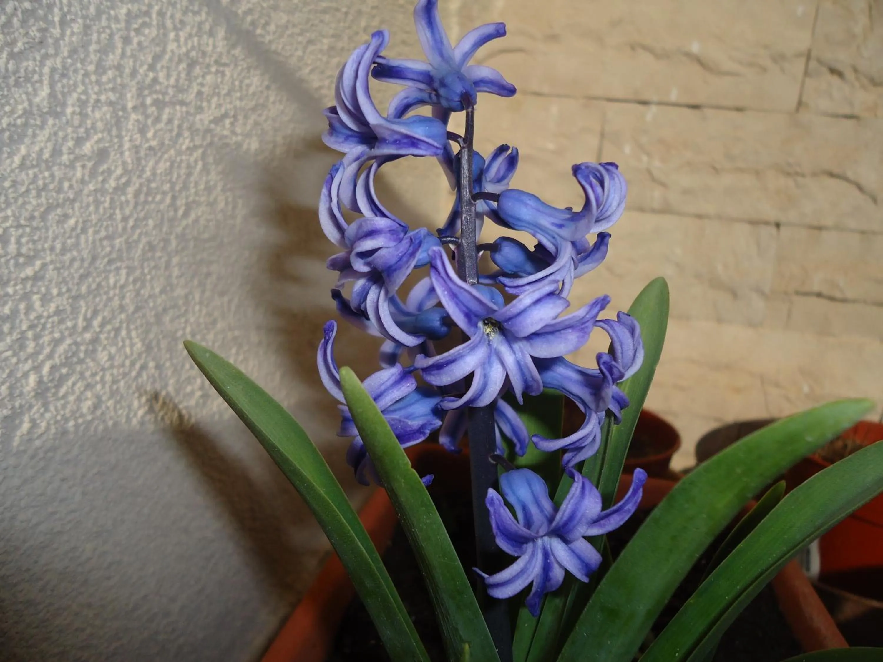 Garden in Villa Dafne