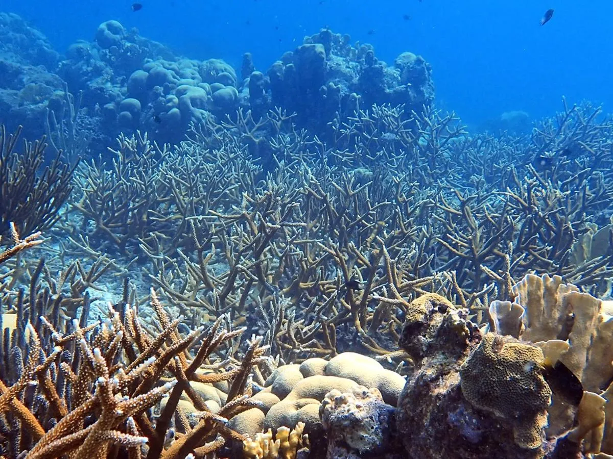Diving in Papagayo Beach Hotel