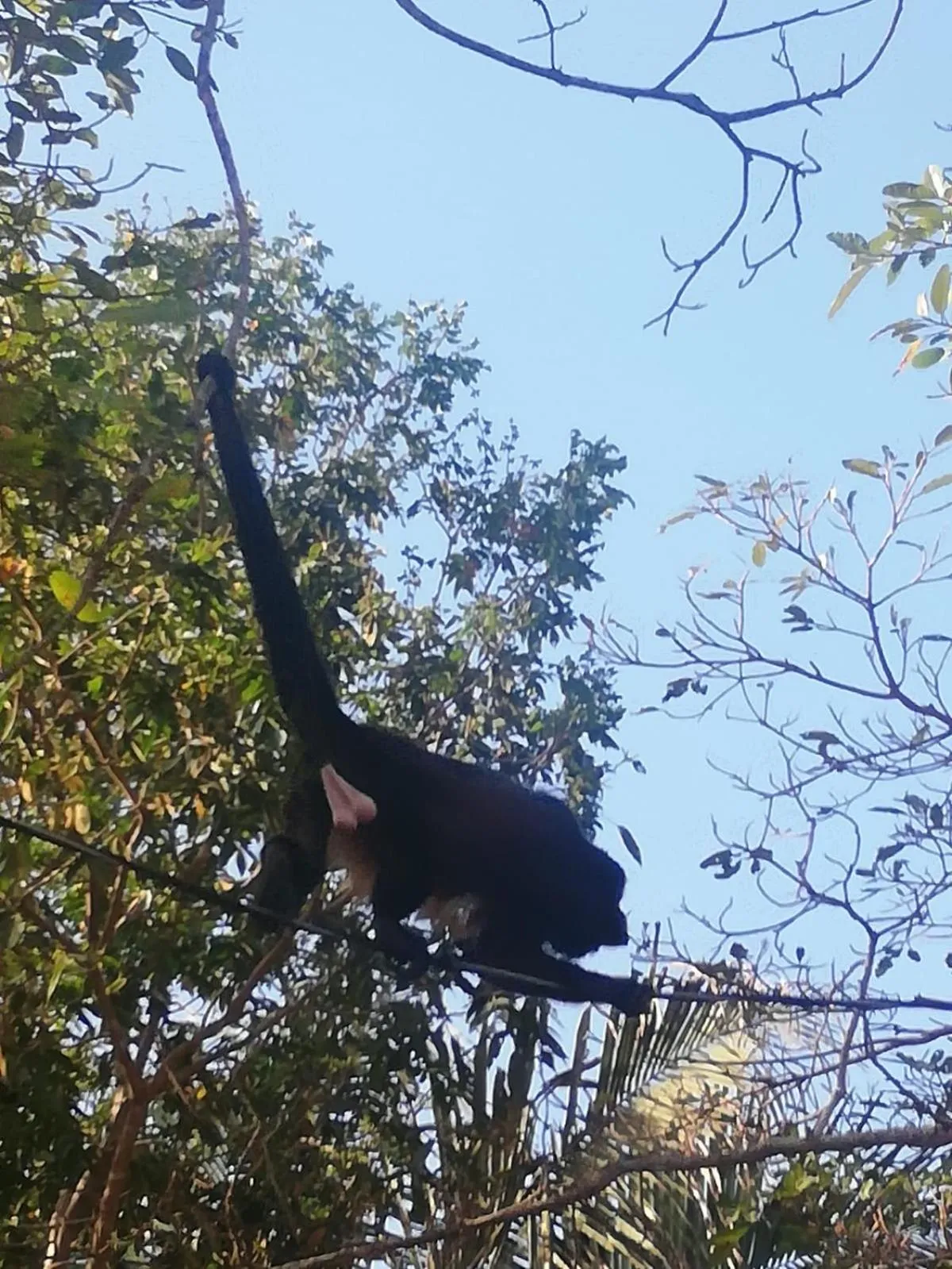 Animals in Vista Naranja Ocean View House