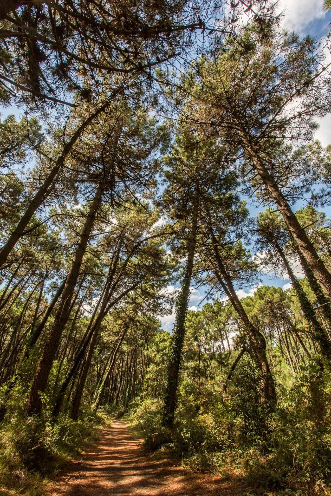 Natural landscape in Club del Sole Marina Romea Easy Camping Village