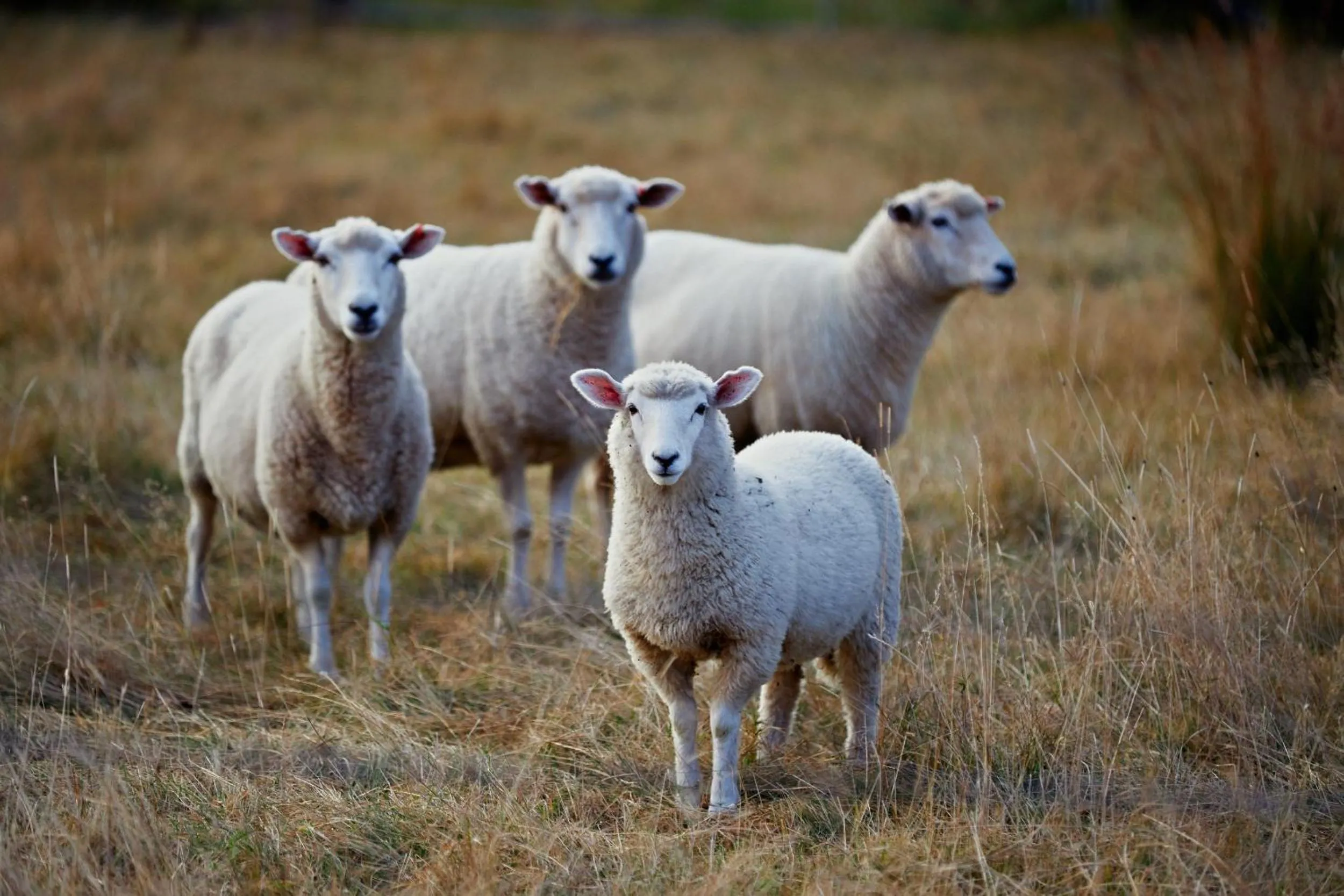 Koura Bay Golf Resort