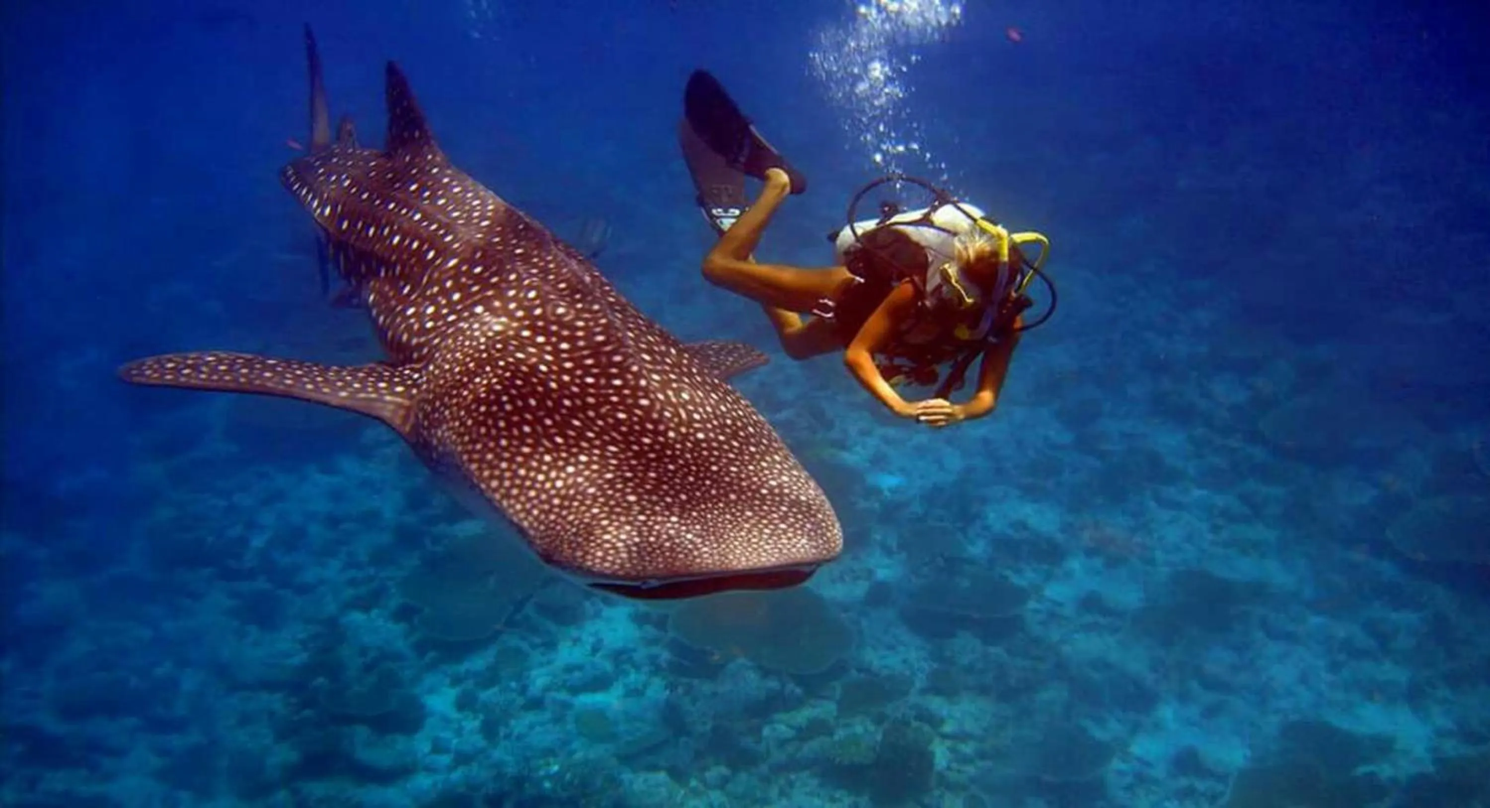 Off site in Batuta Maldives Surf View