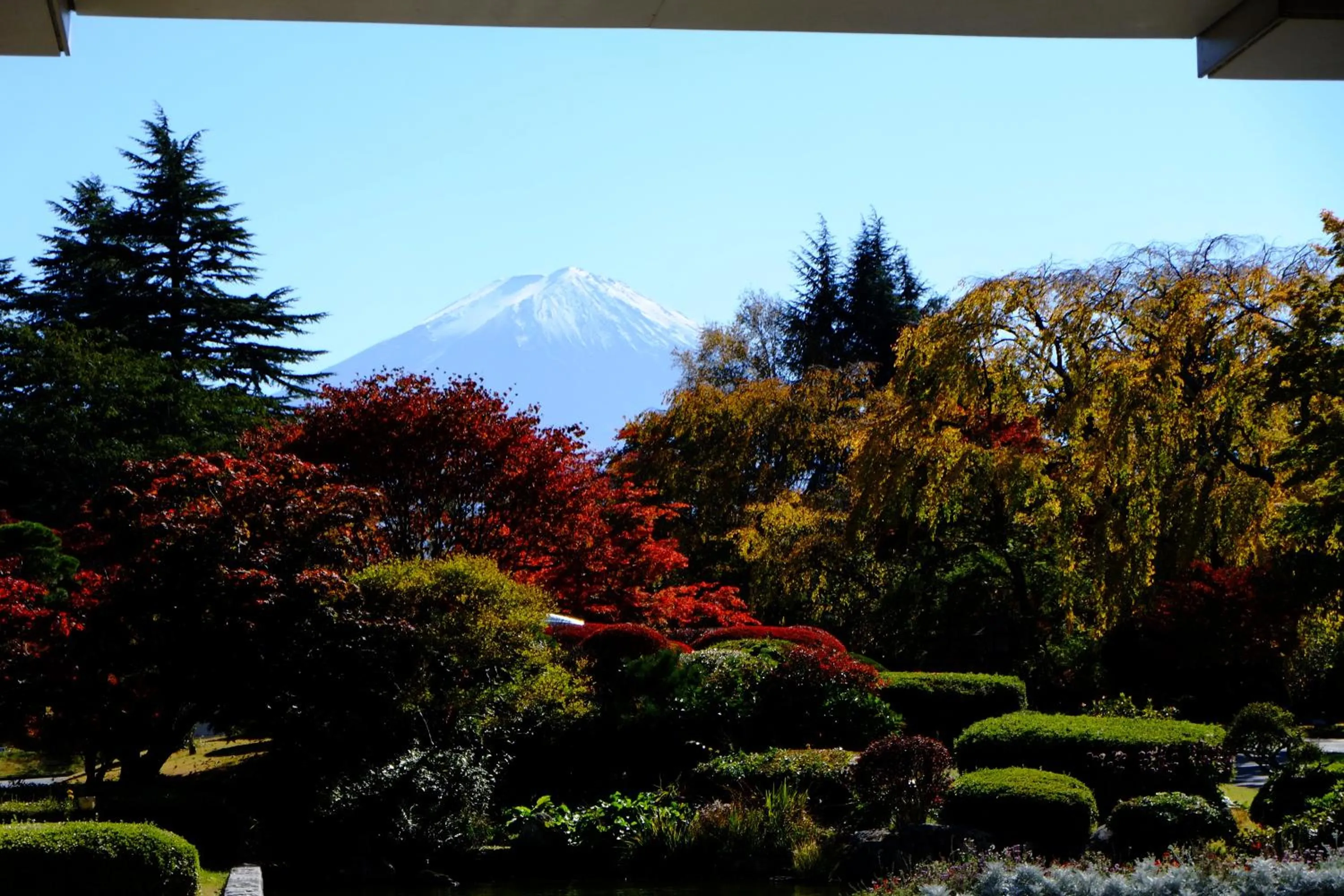Spring in Fuji View Hotel