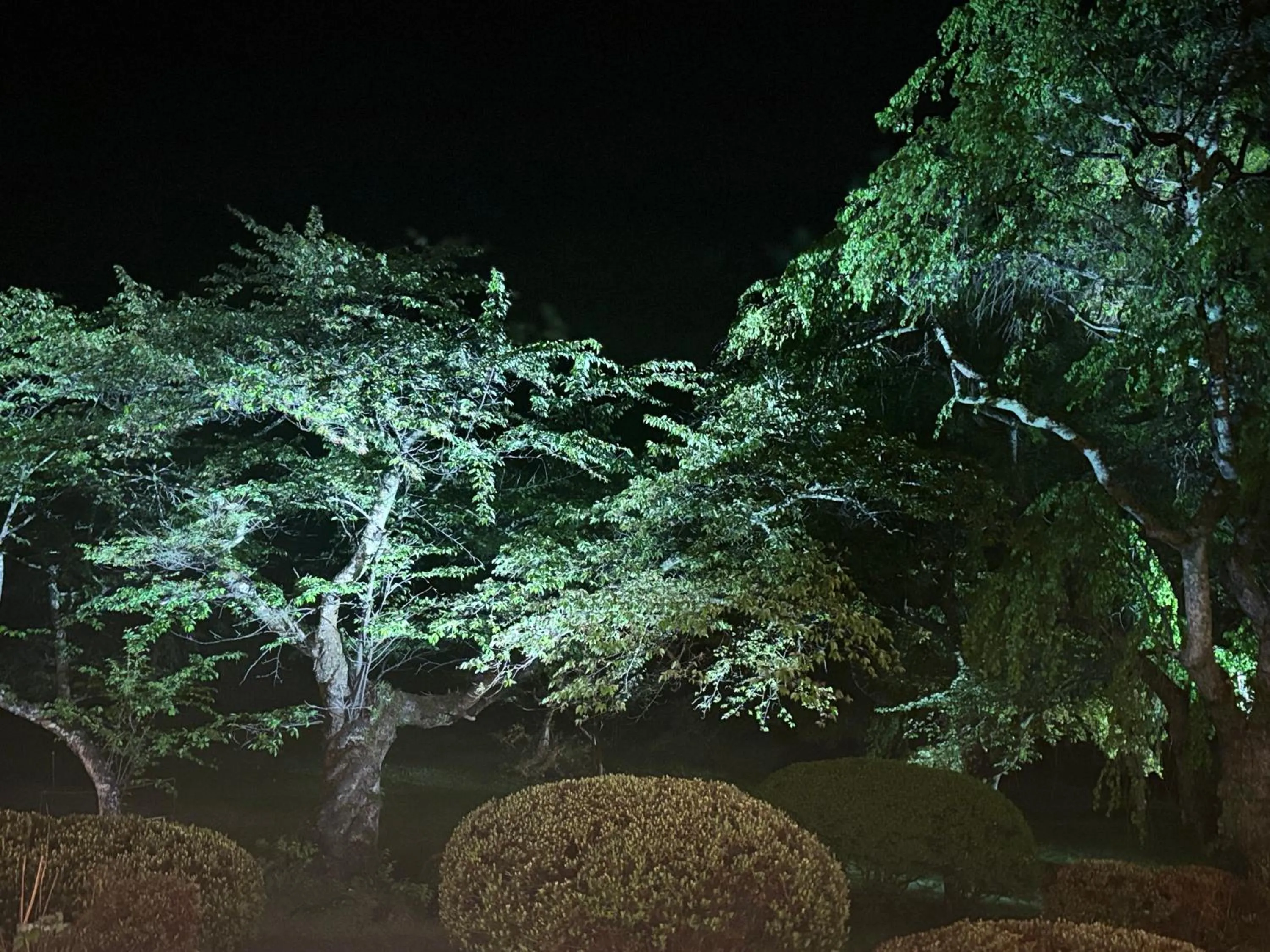 Night in Fuji View Hotel