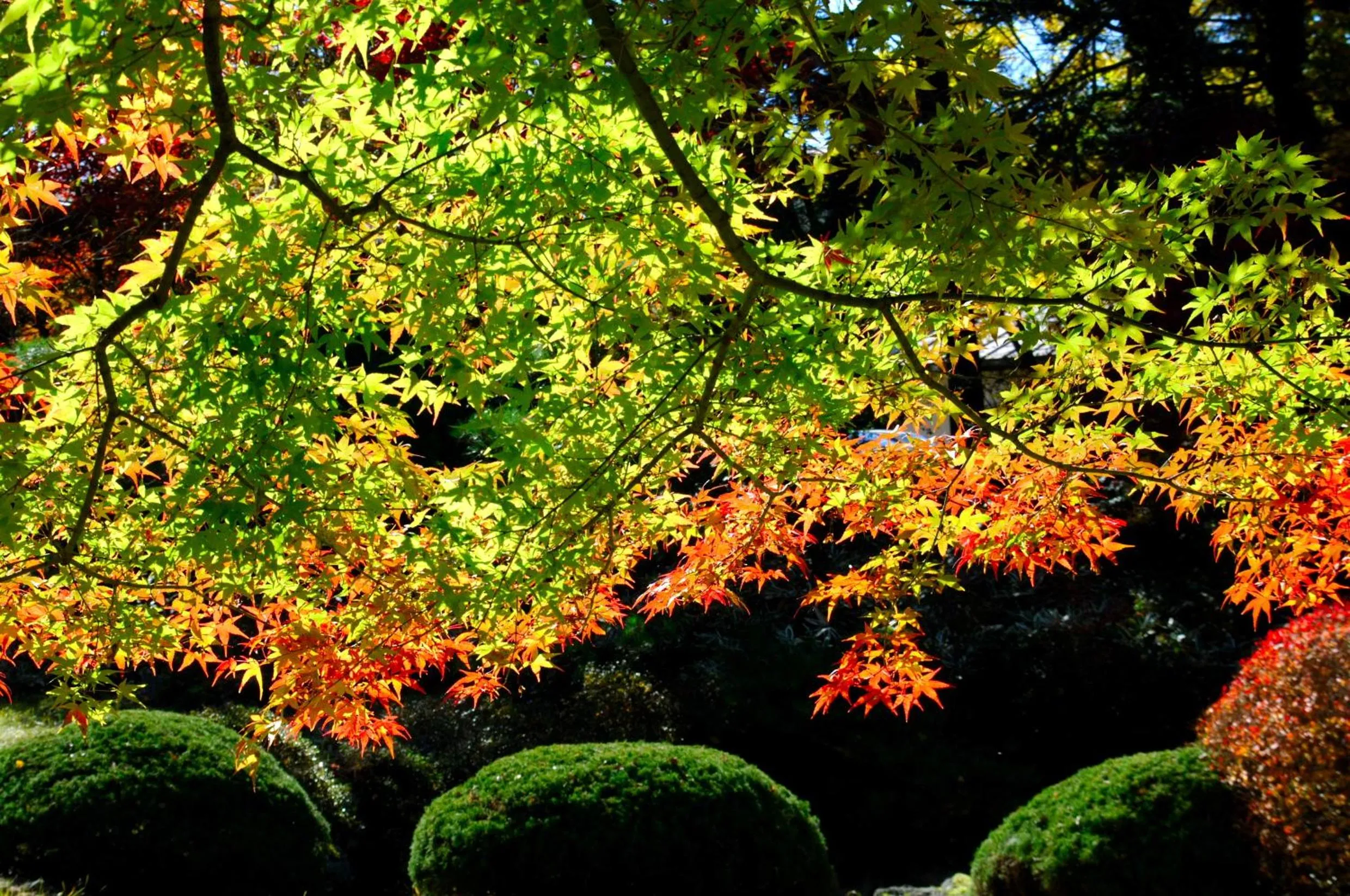 Garden in Fuji View Hotel