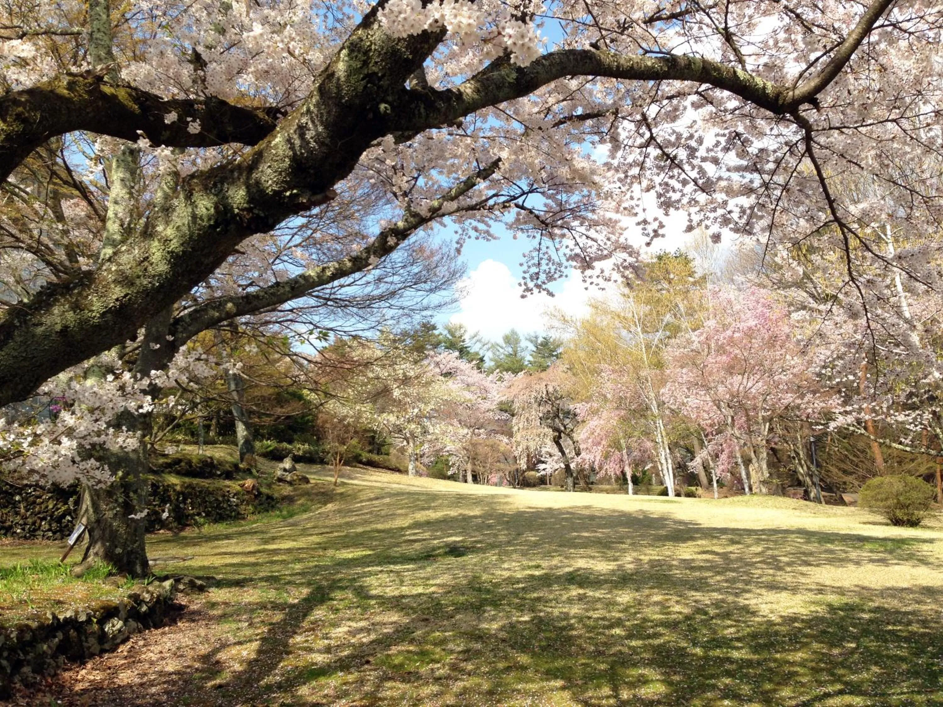 Garden in Fuji View Hotel