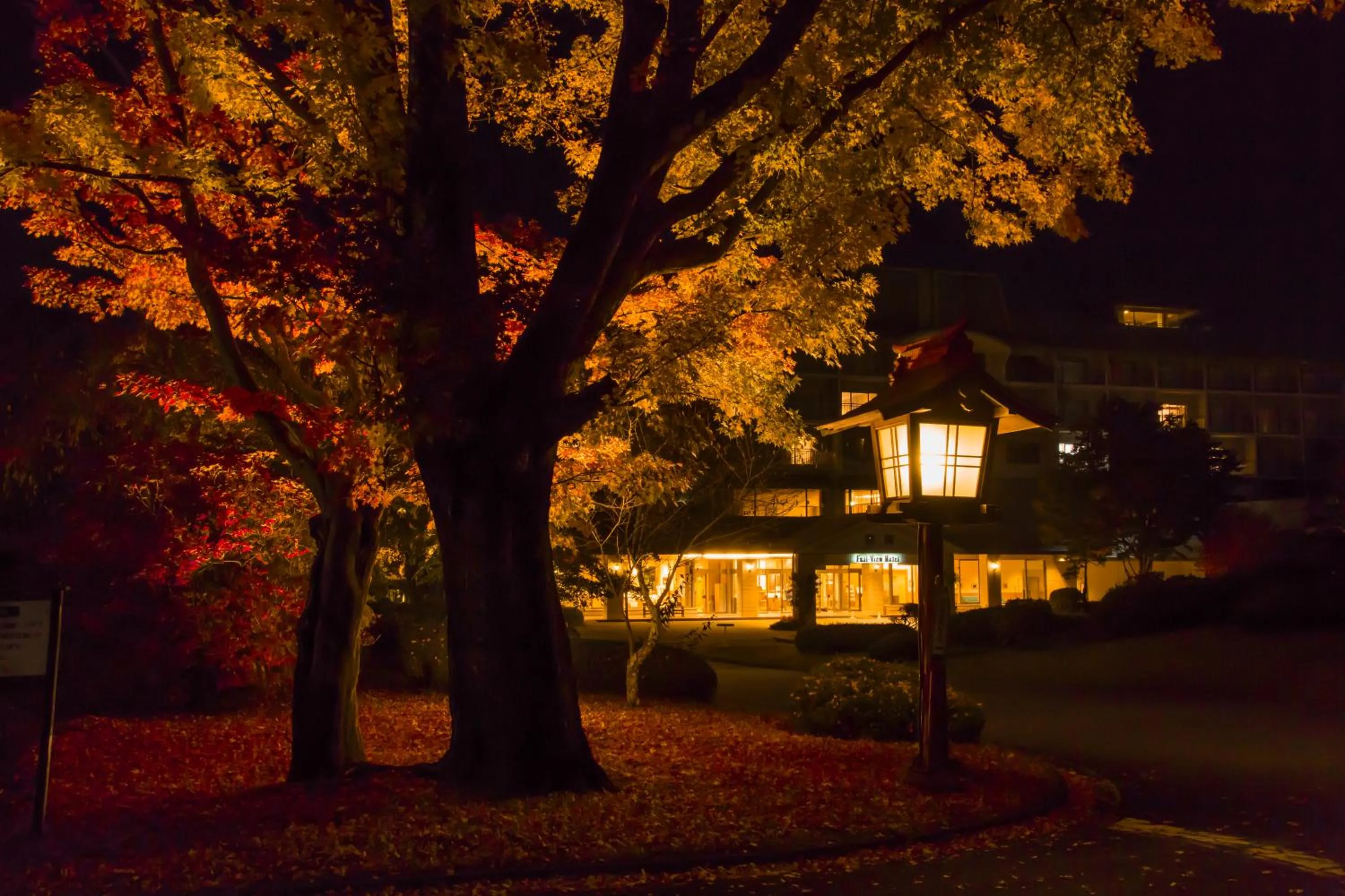 Autumn in Fuji View Hotel