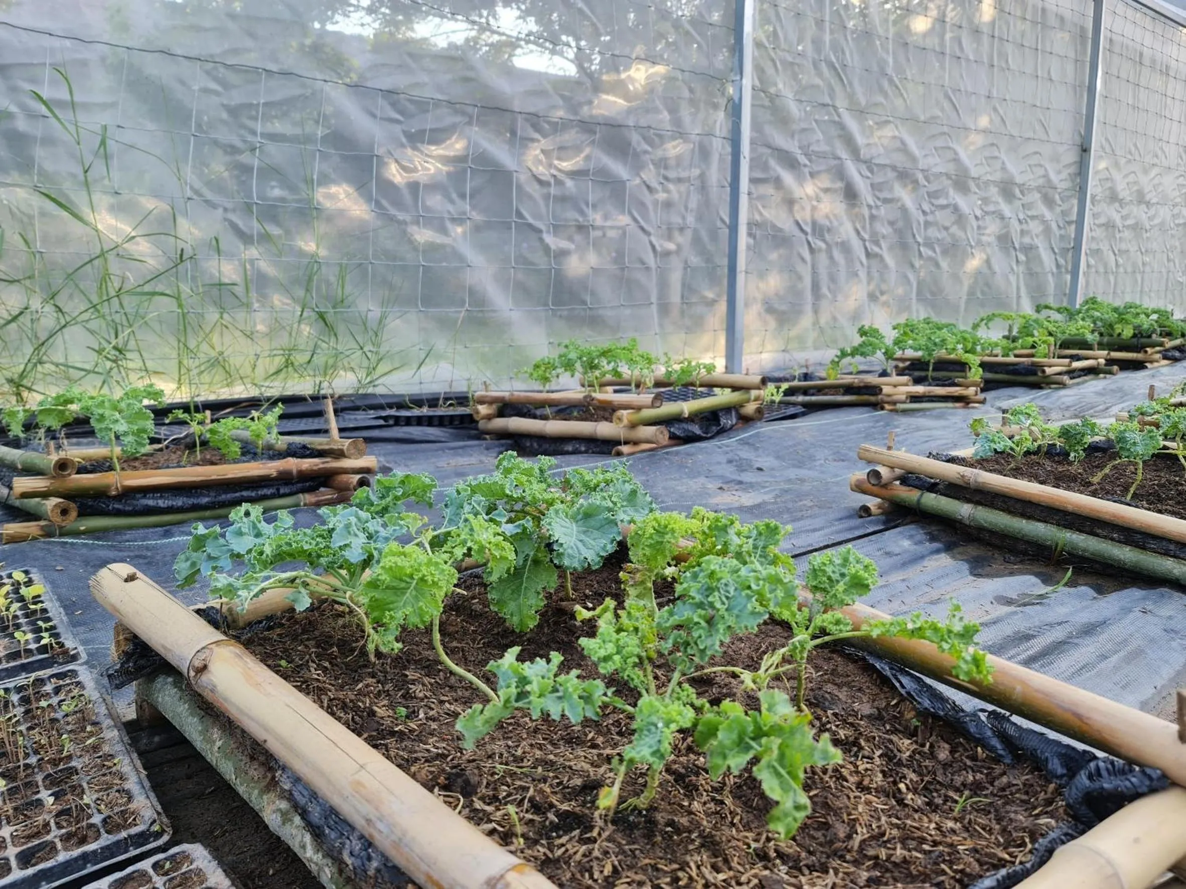 Garden in Naga Tara Boutique Resort
