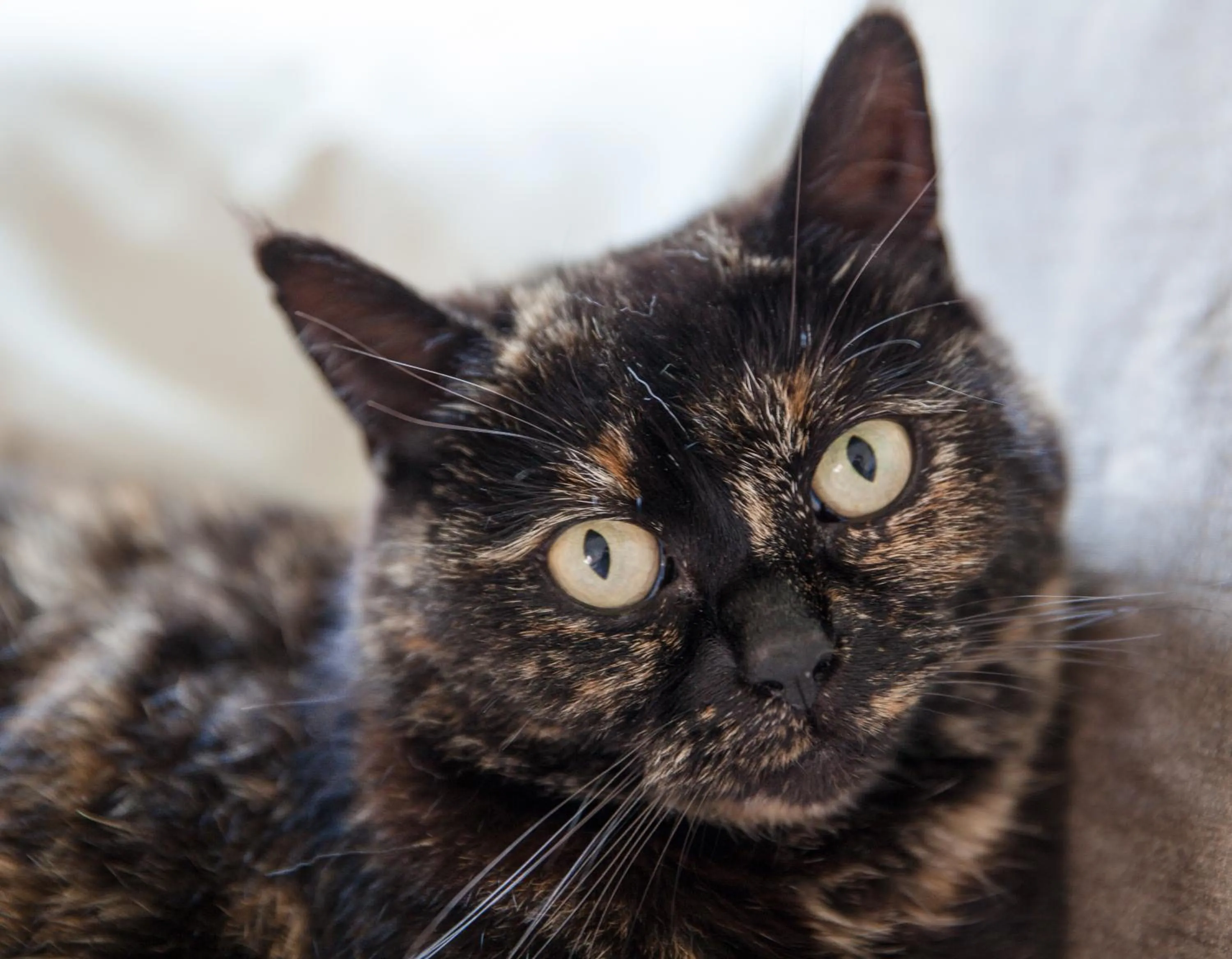 Kitchen or kitchenette in Slaopen en Stoet