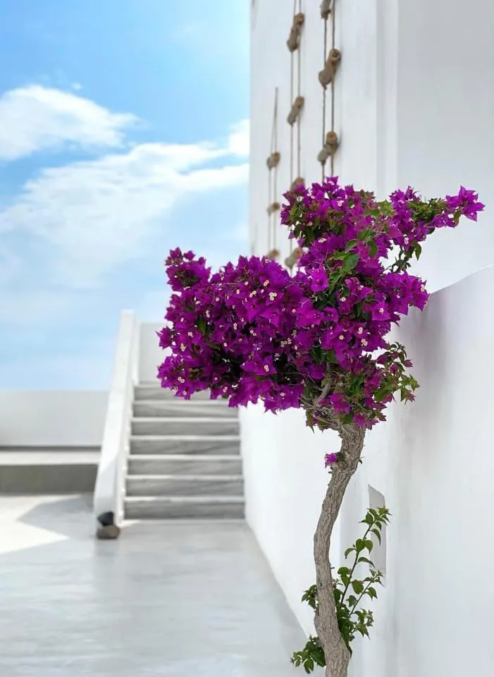 Spring in Hermoso Luxury Suites