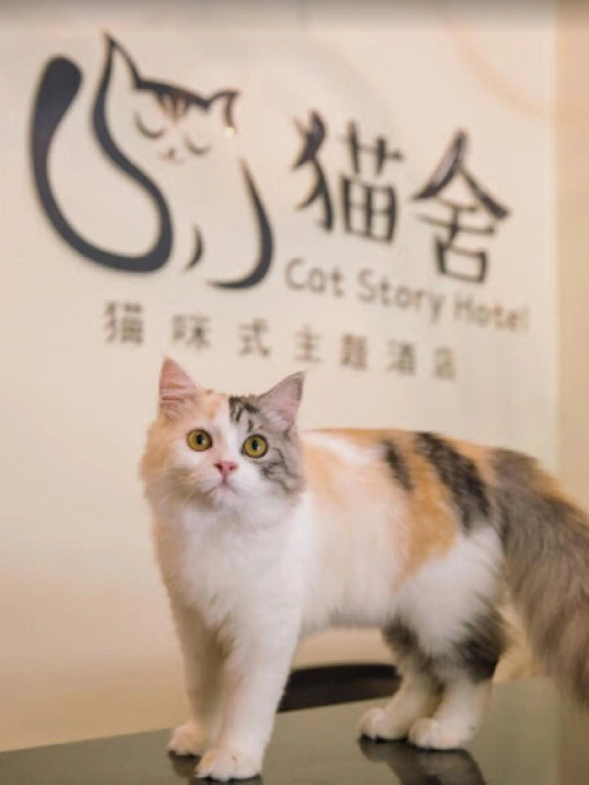 Animals in Cat Story Hotel