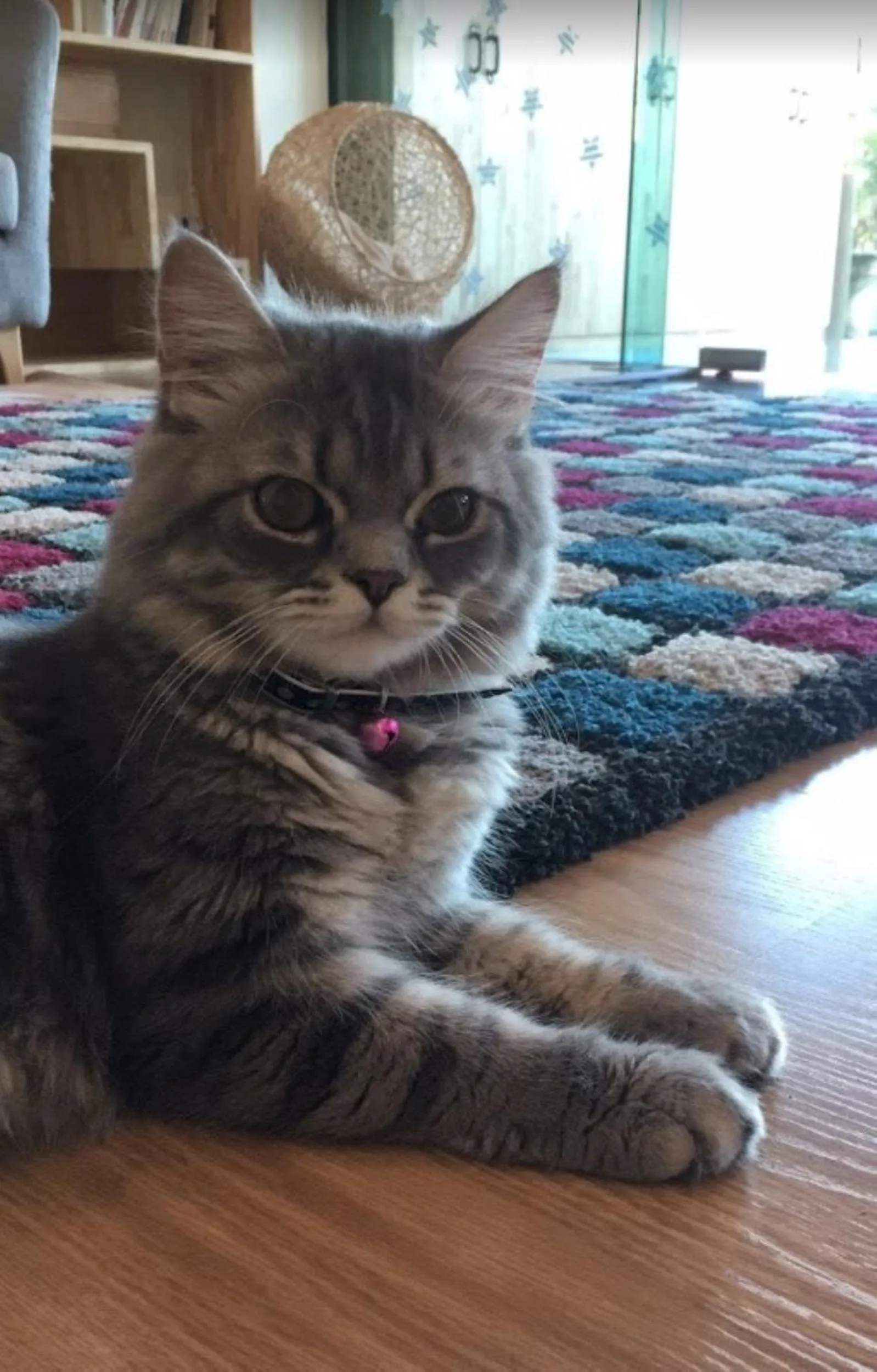 Animals in Cat Story Hotel