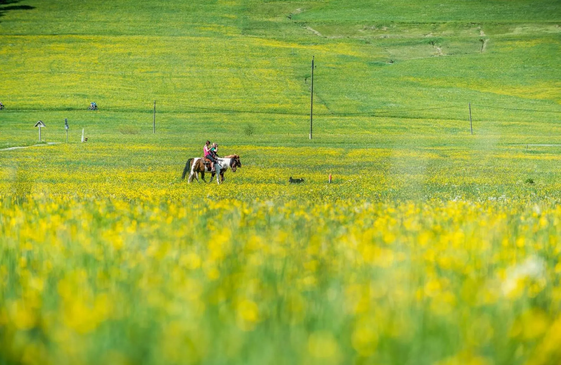 Spring in Das Traditionshotel Schwarzer Adler