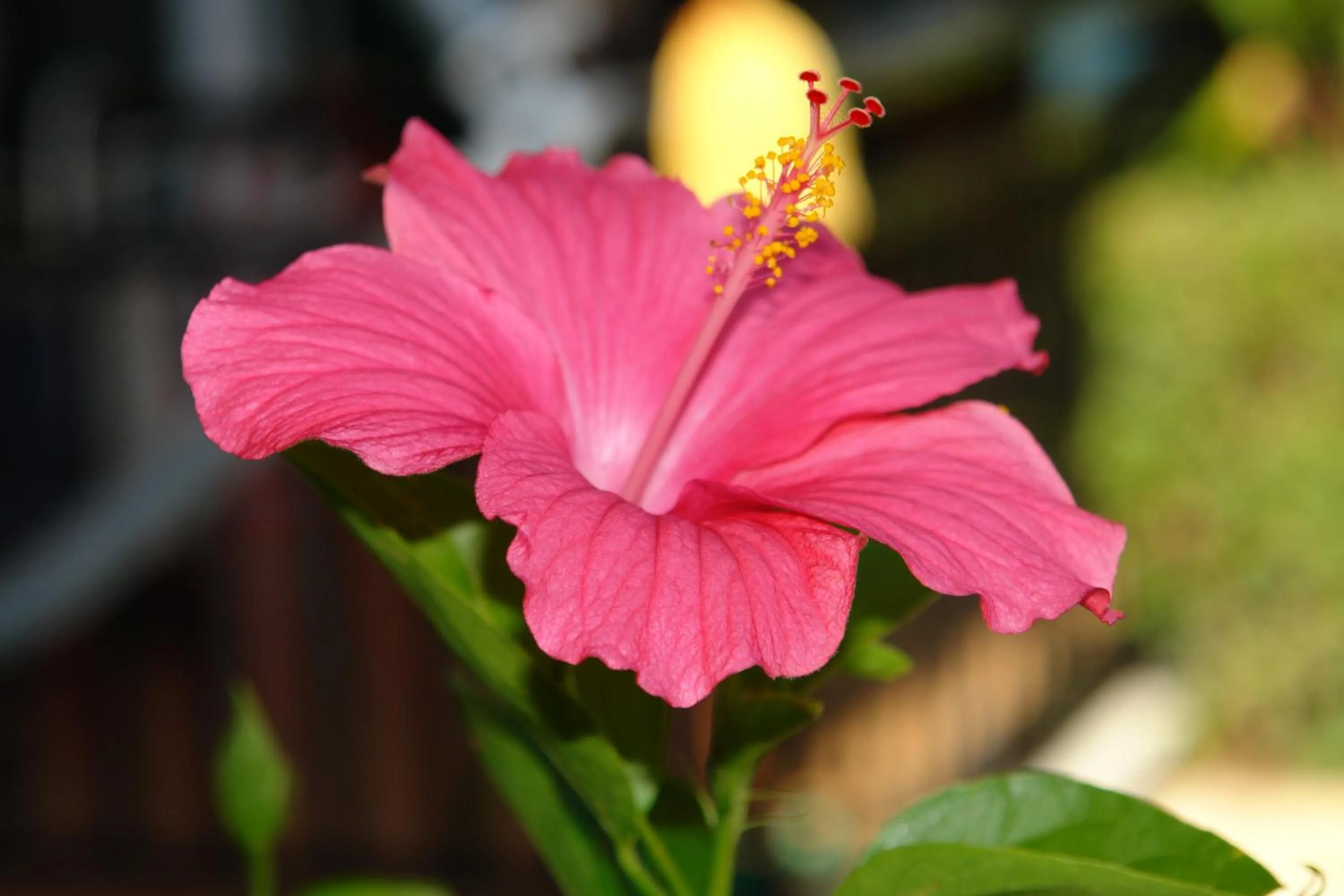 Garden in Villa Nefeli
