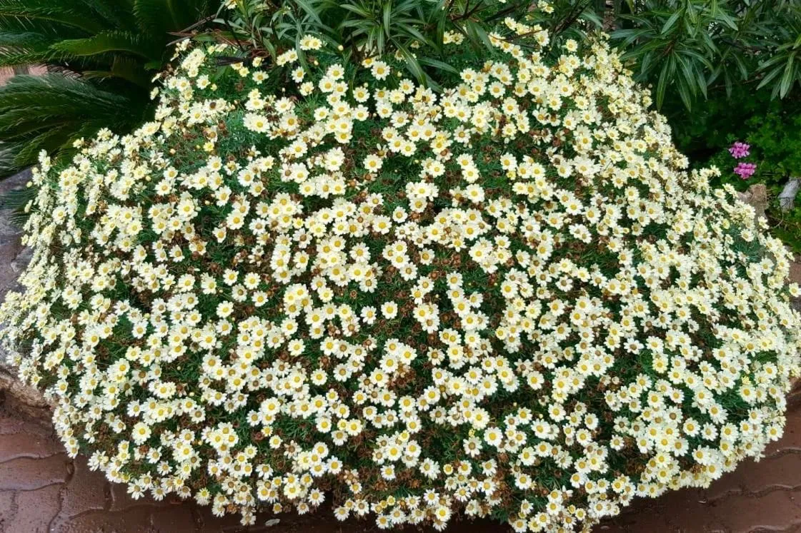 Property building in Les Suites De Pertamina