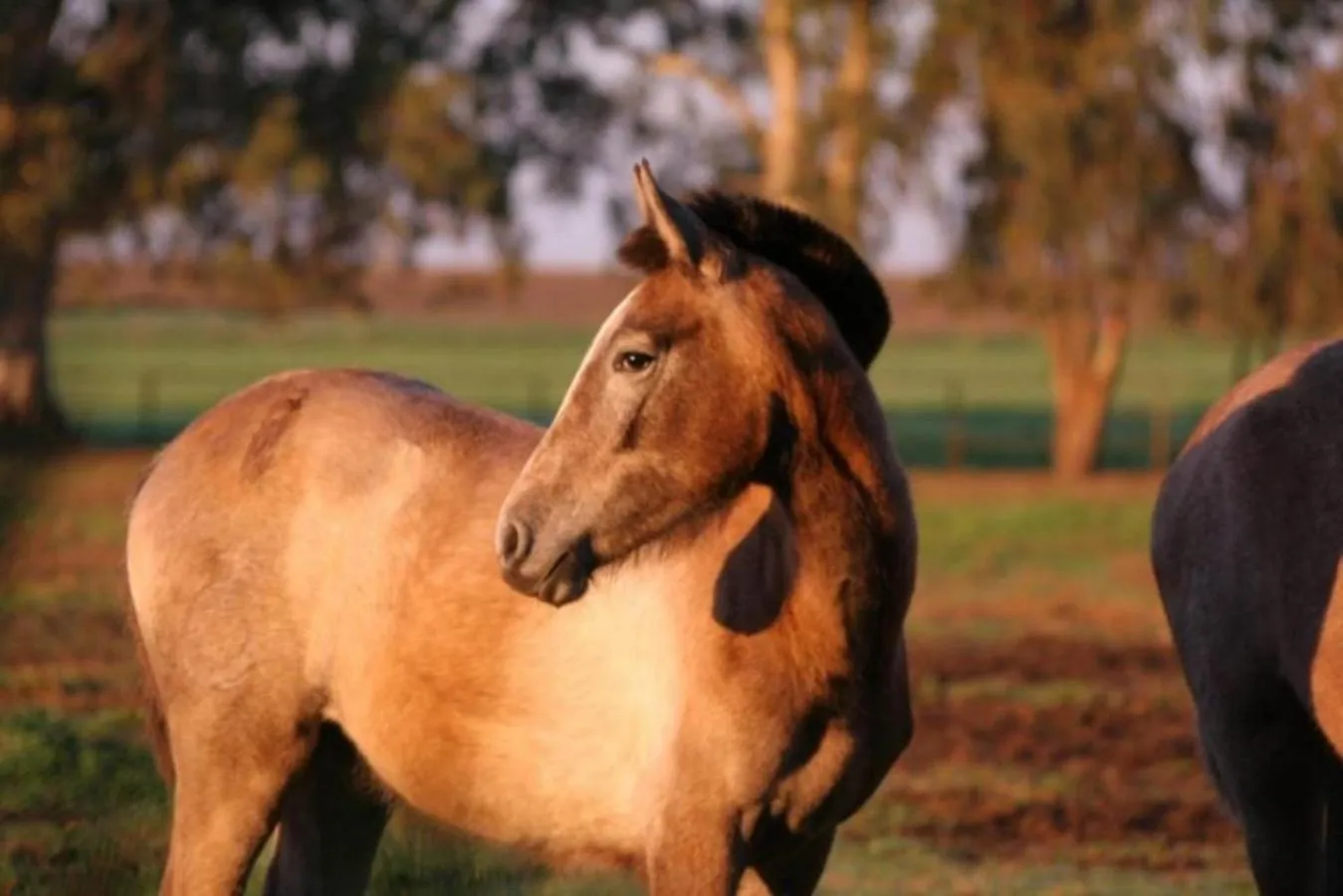 Animals in Hotel Cortijo El Esparragal