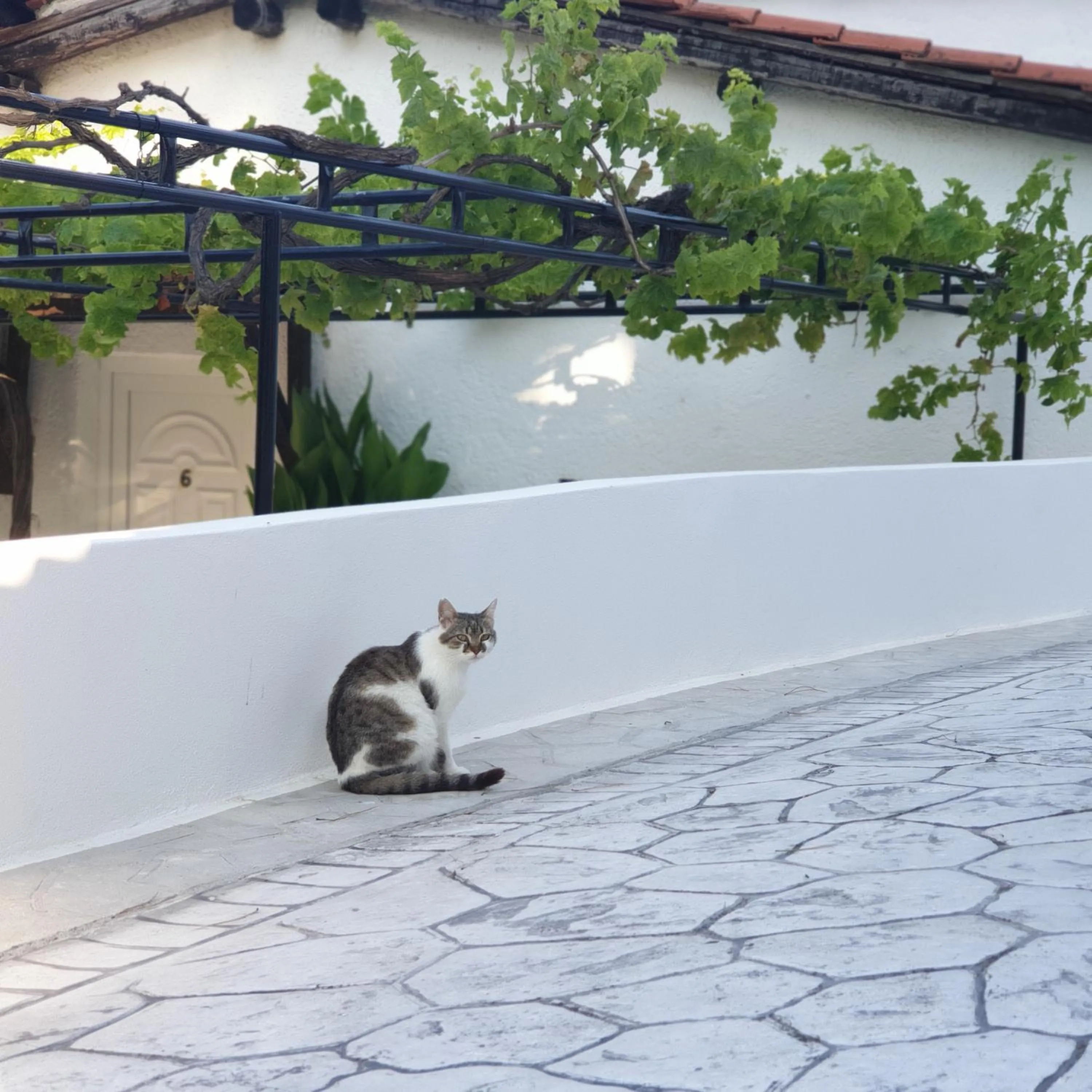 Garden in Villa Elpiniki