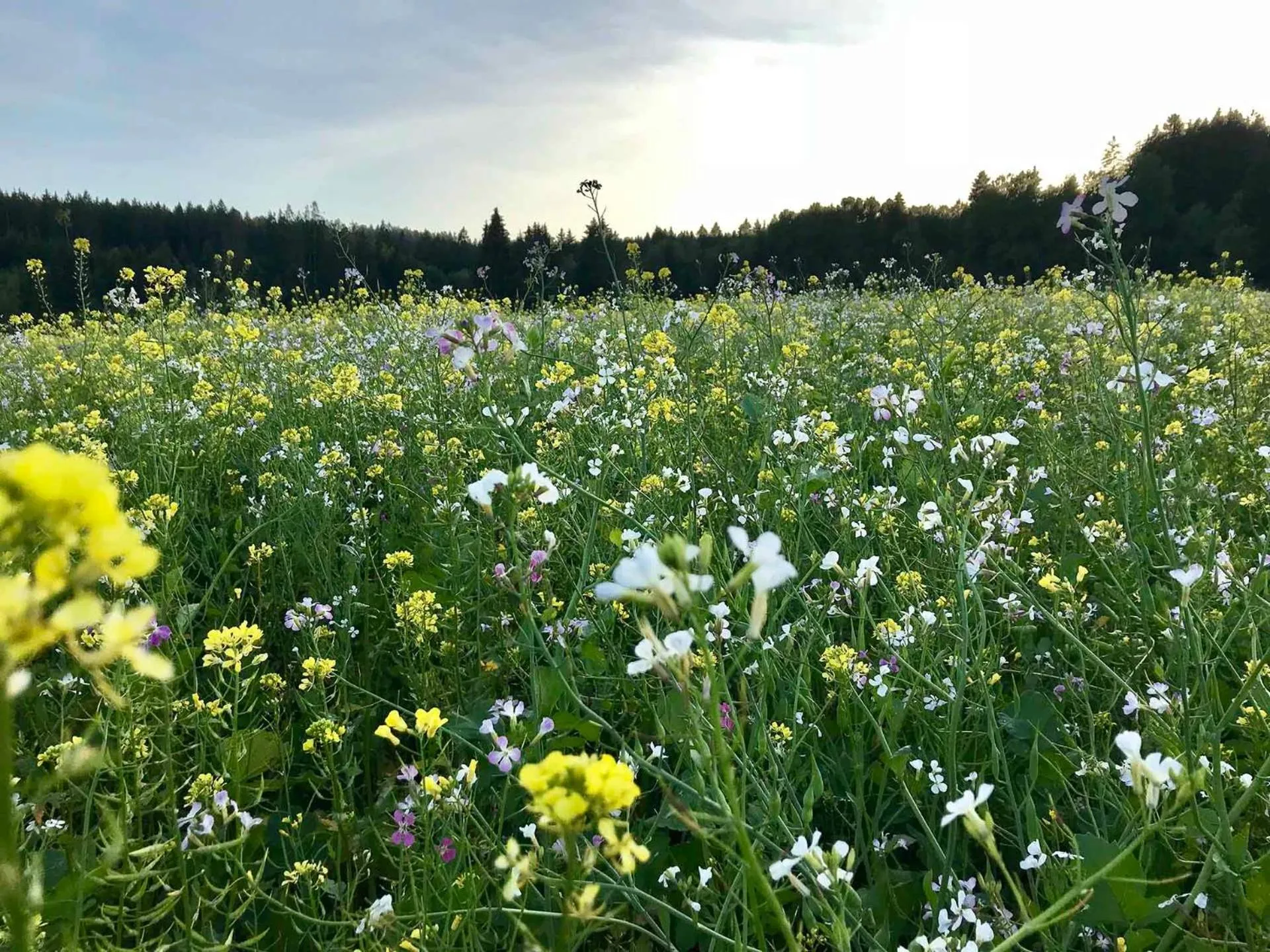 Natural landscape in Gästehaus Rössle