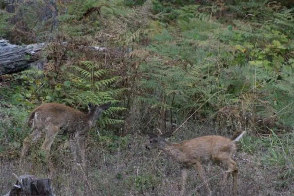 Other in LANZAROTTA Bed and Breakfast close to Eugene