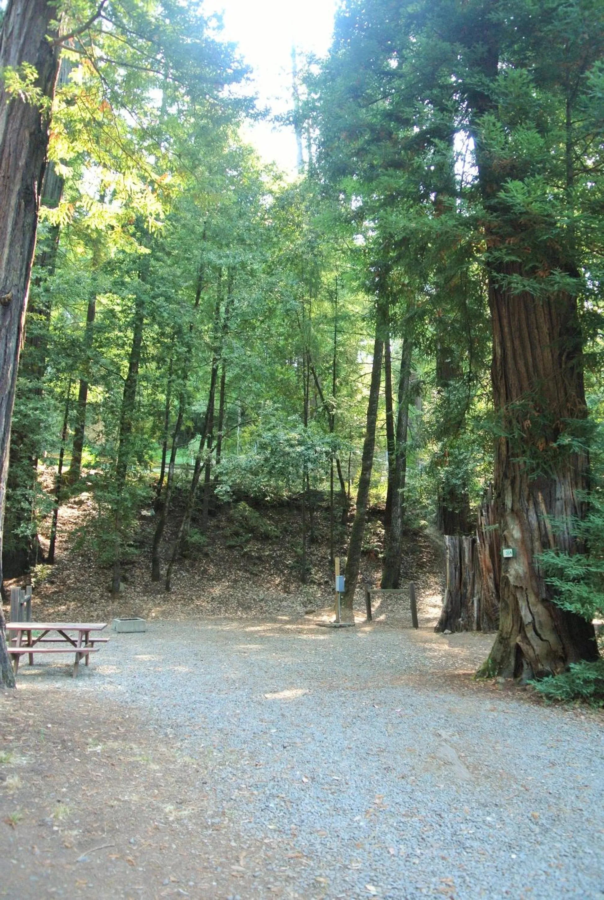 Natural landscape in Redwoods River Resort & Campground