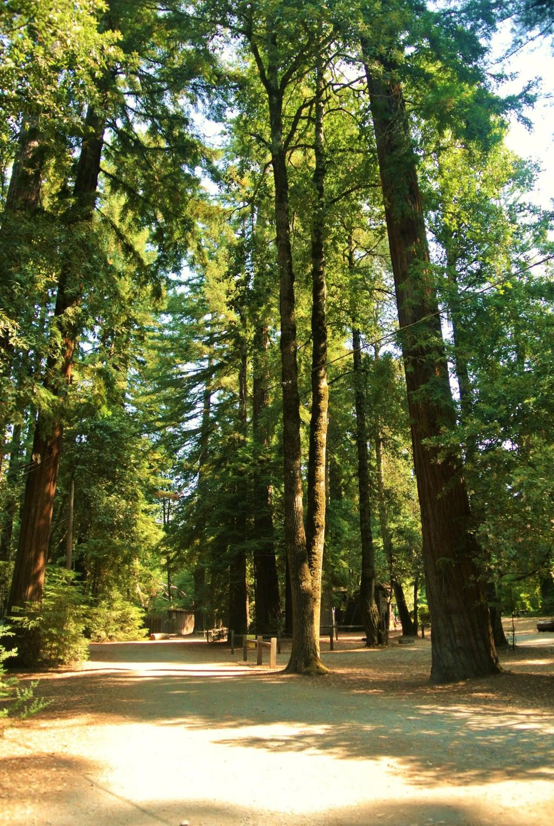 Natural landscape in Redwoods River Resort & Campground
