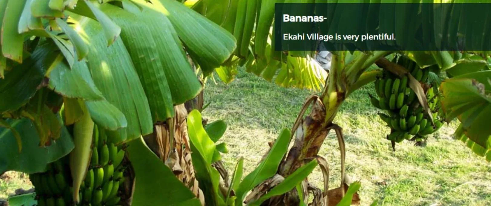 Garden view in 9B EKAHI VILLAGE-STUDIO BATH, GARDEN VIEW - 1 MINUTE STROLL to BEACH!